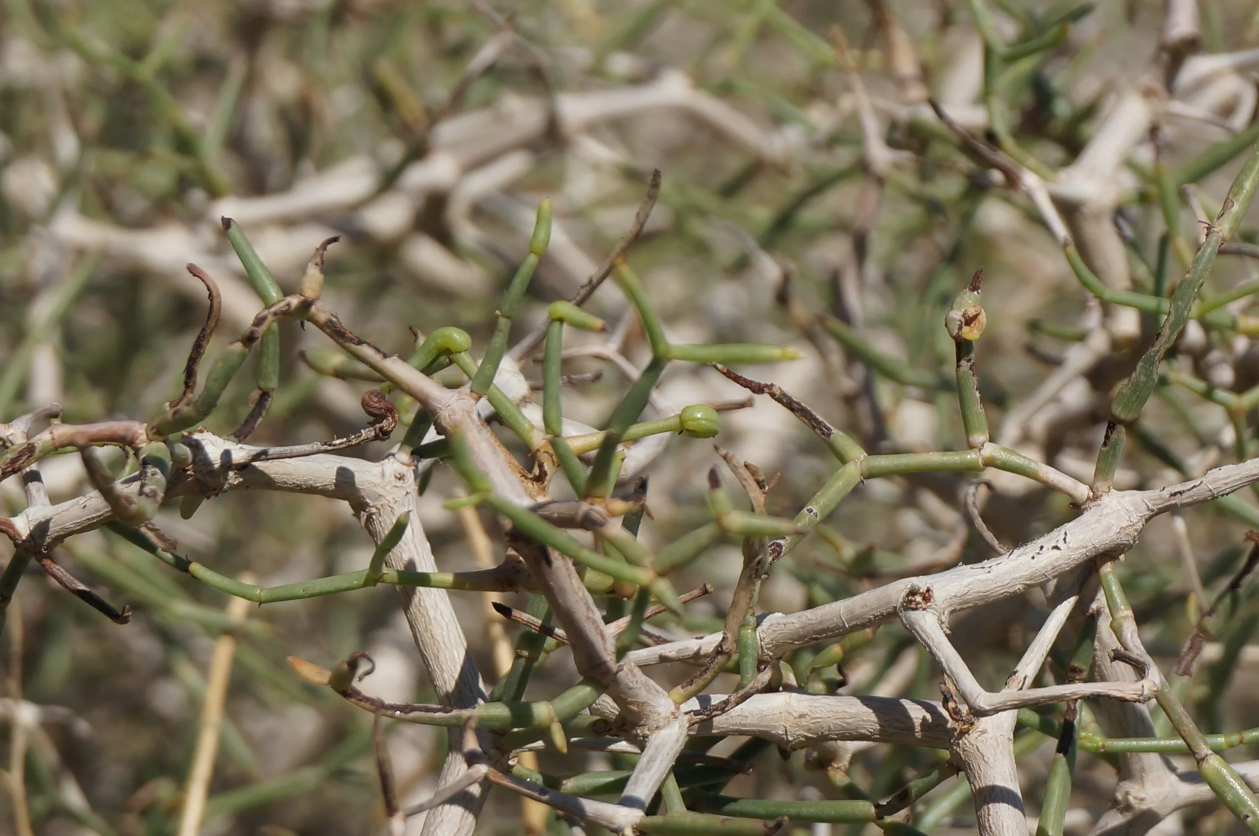 砂漠地帯を散歩