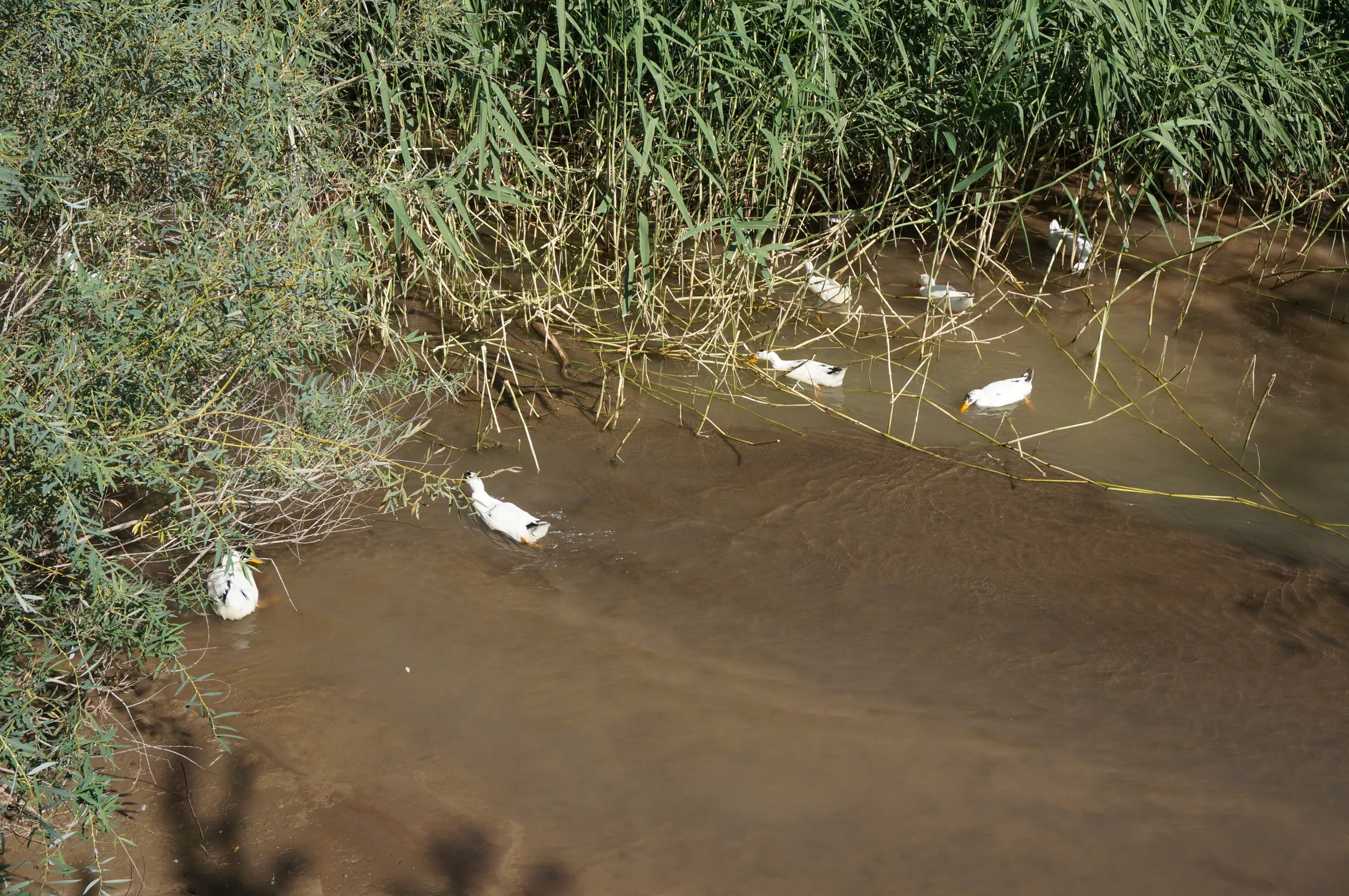交河故城を観光