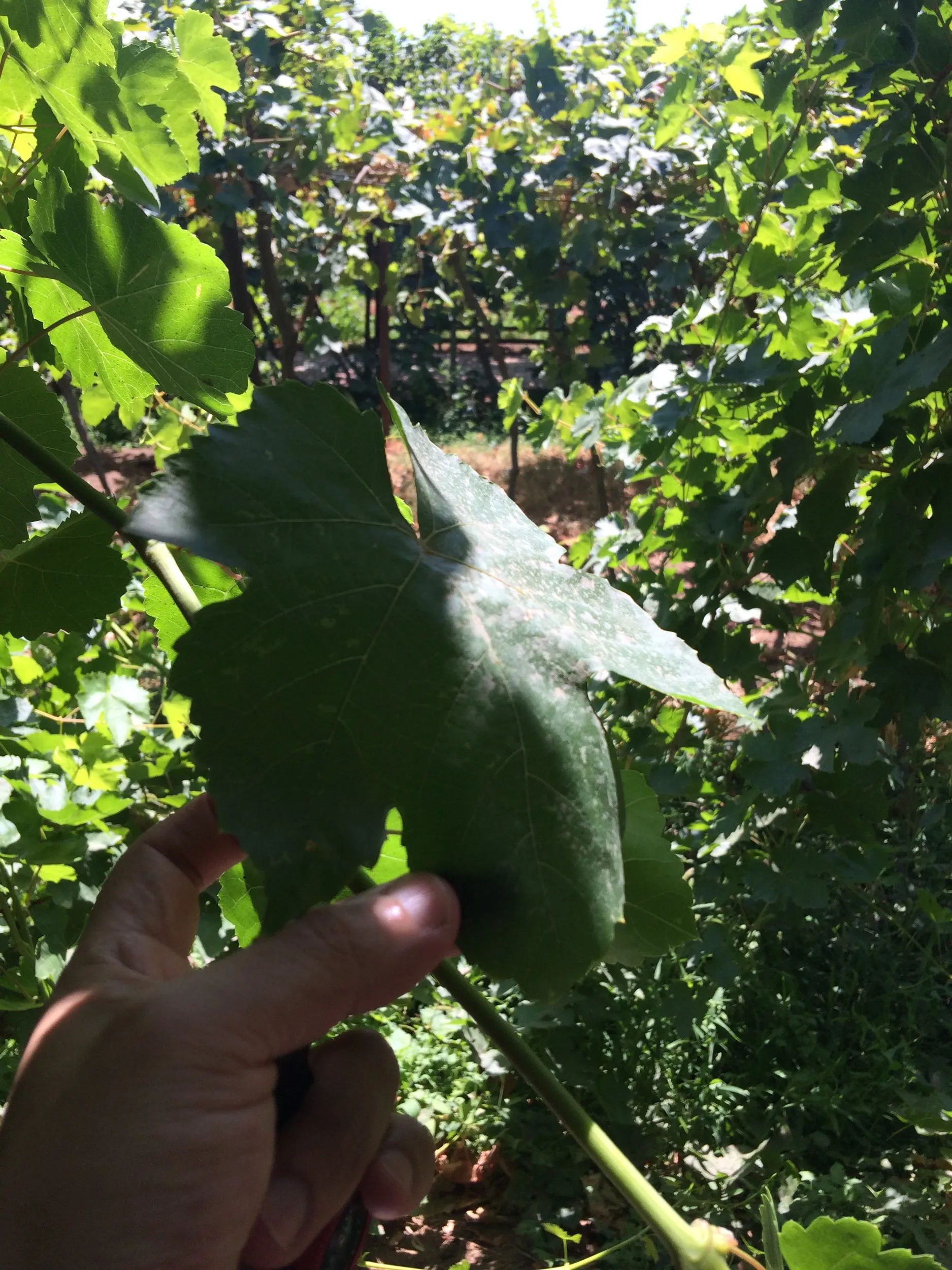 カレーズ博物館の風景