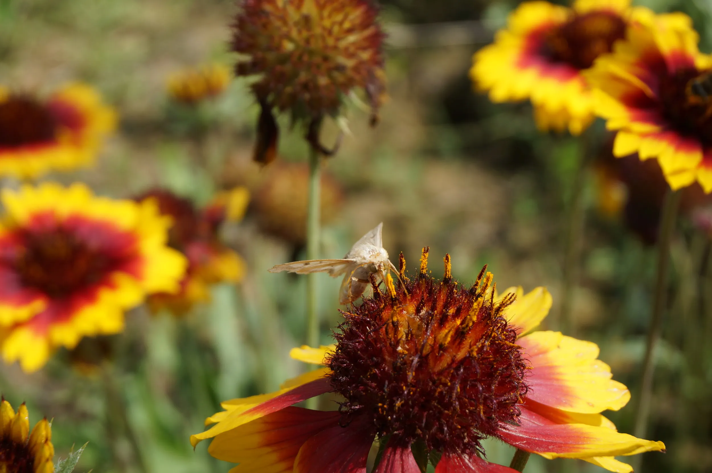 河畔に咲く花と蛾