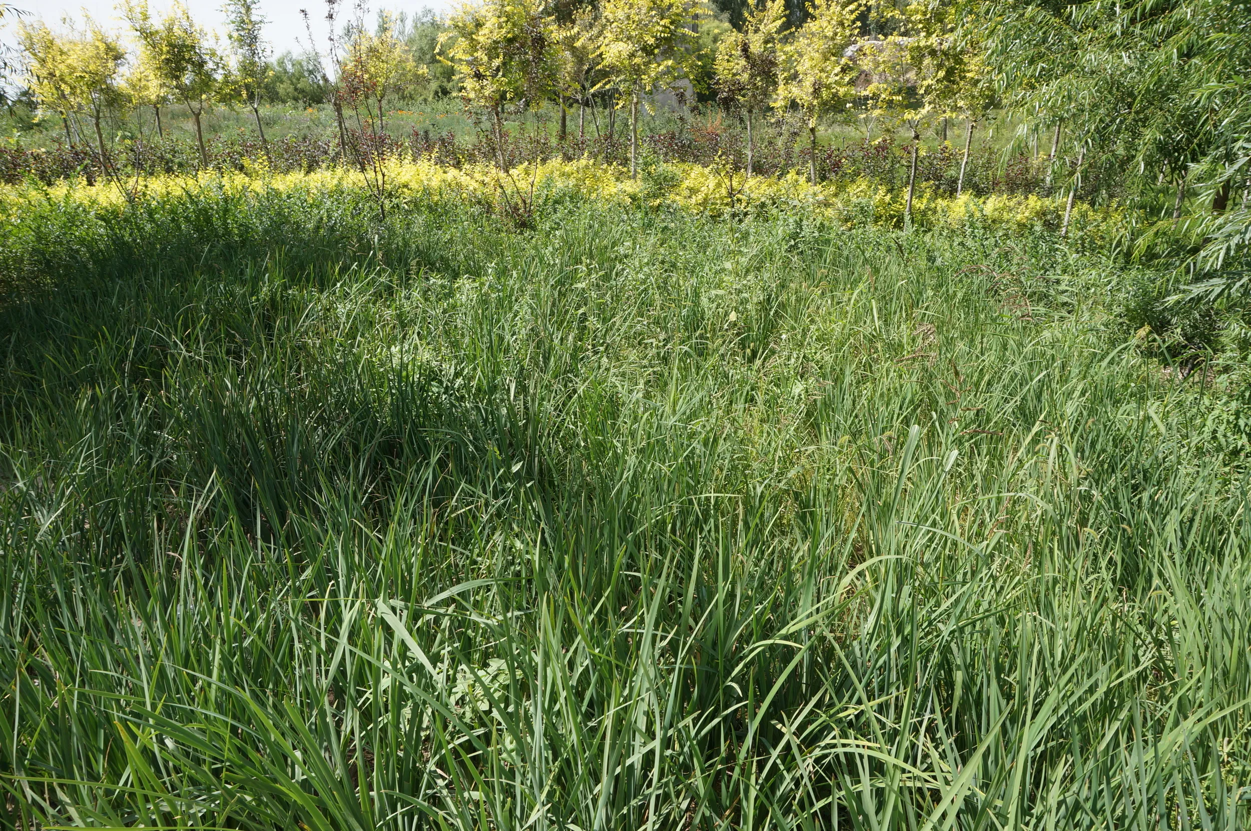 河畔に生い茂る植物