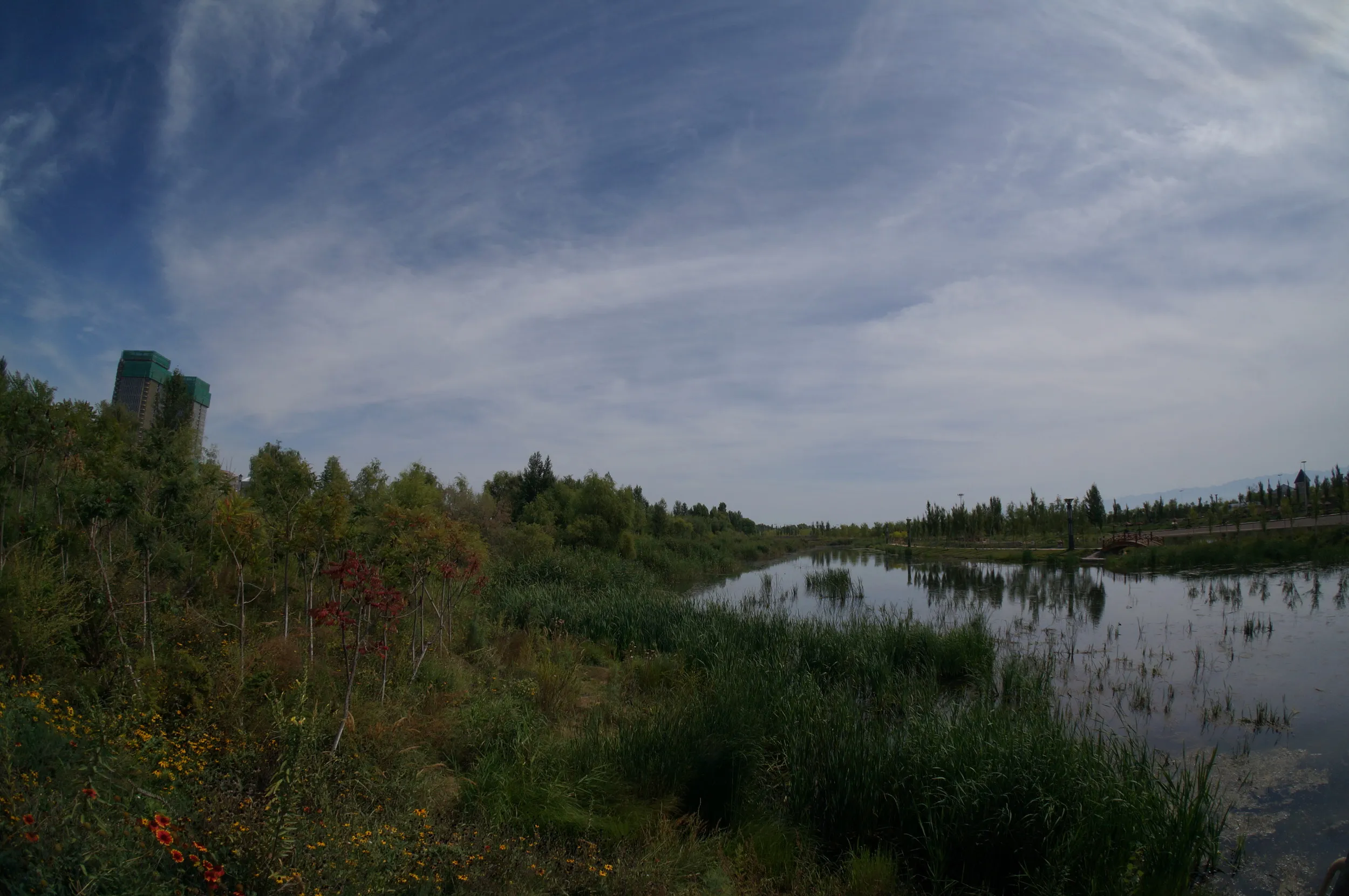 沼地を魚眼レンズで撮影