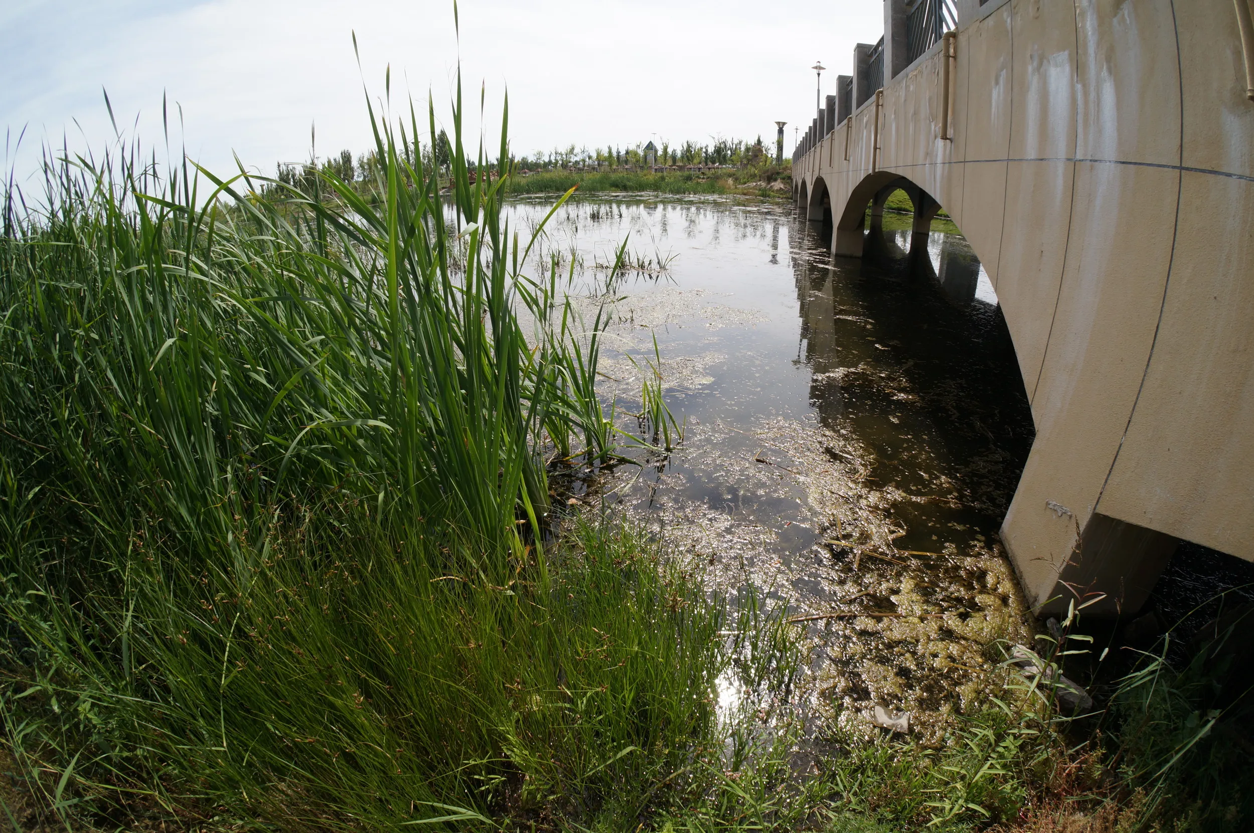 イリ河大橋（新橋）の沼地