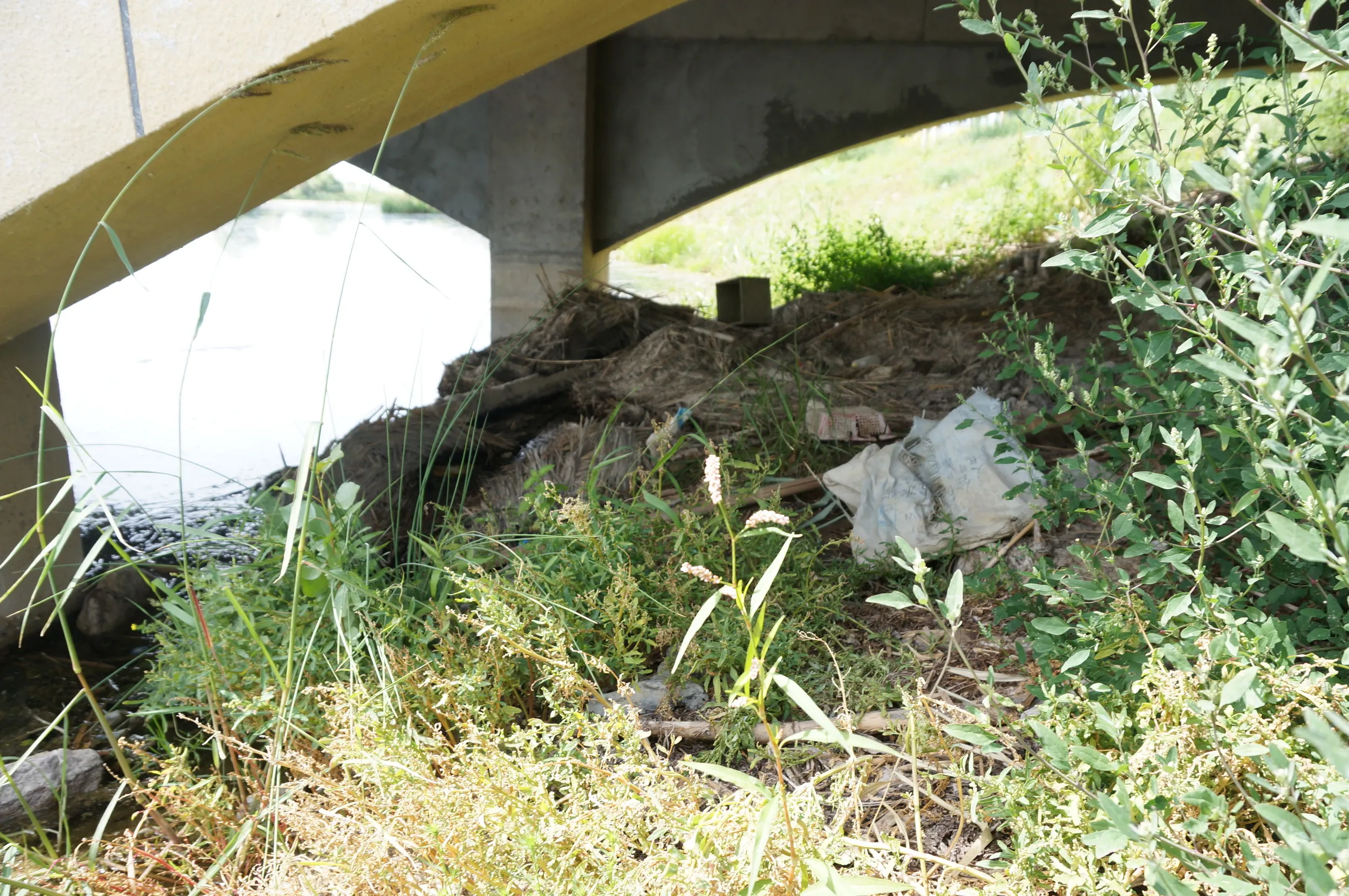 沼地で蛇を目撃