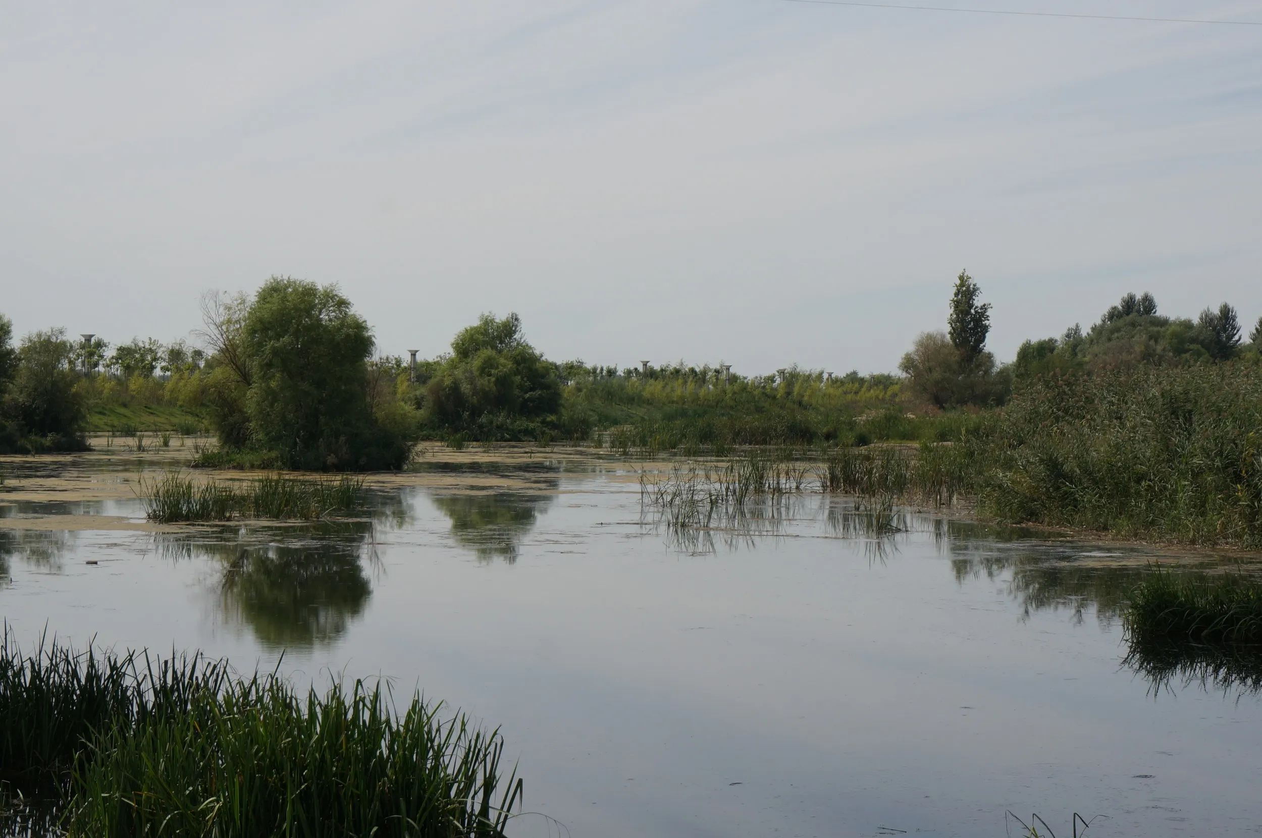 イリ河大橋（新橋）の沼地
