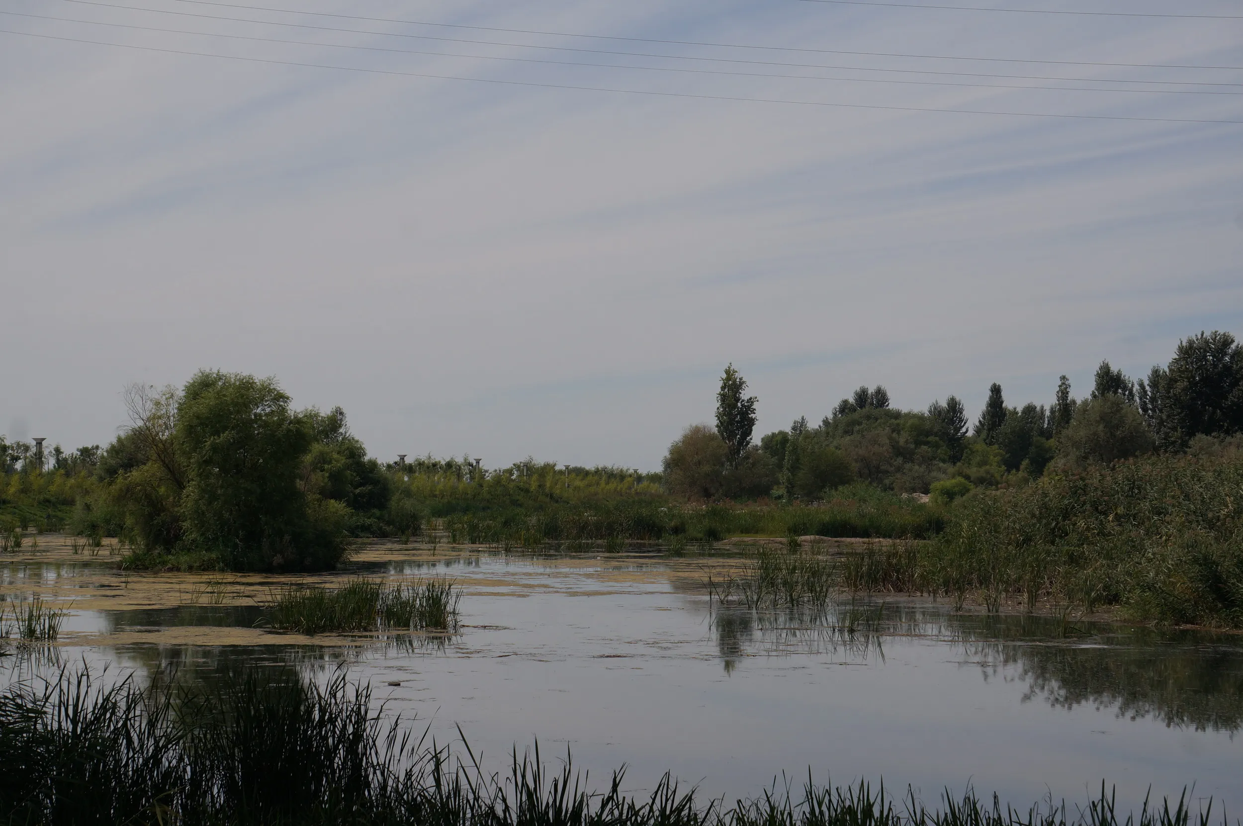 イリ河大橋（新橋）の沼地