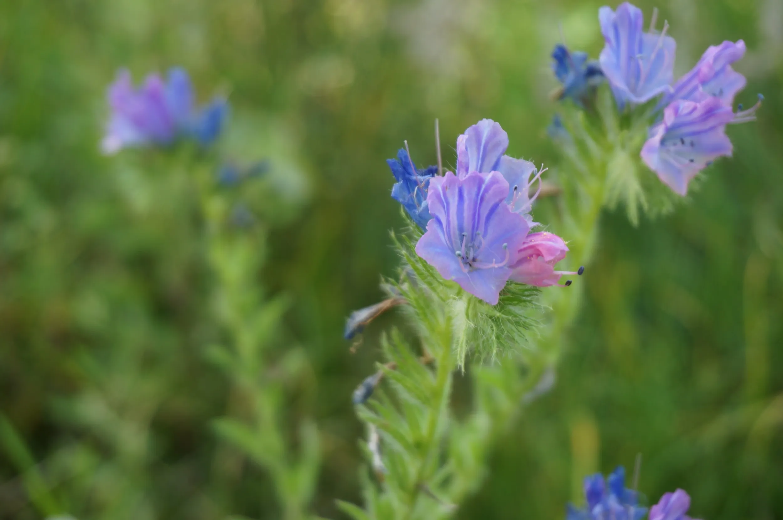 河畔に咲く青い花