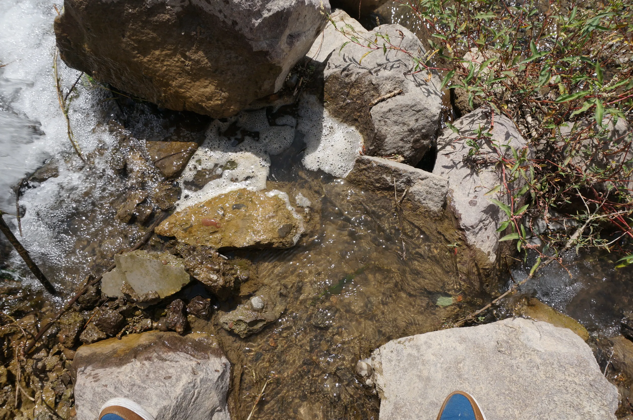 川辺と川の中を観察