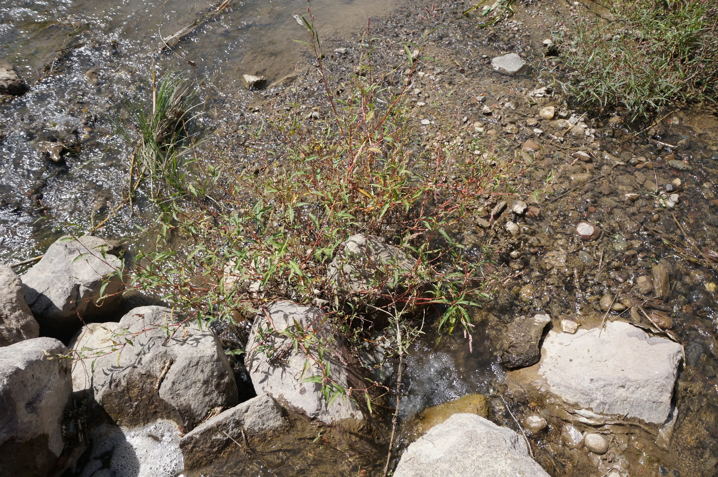 川辺と川の中を観察