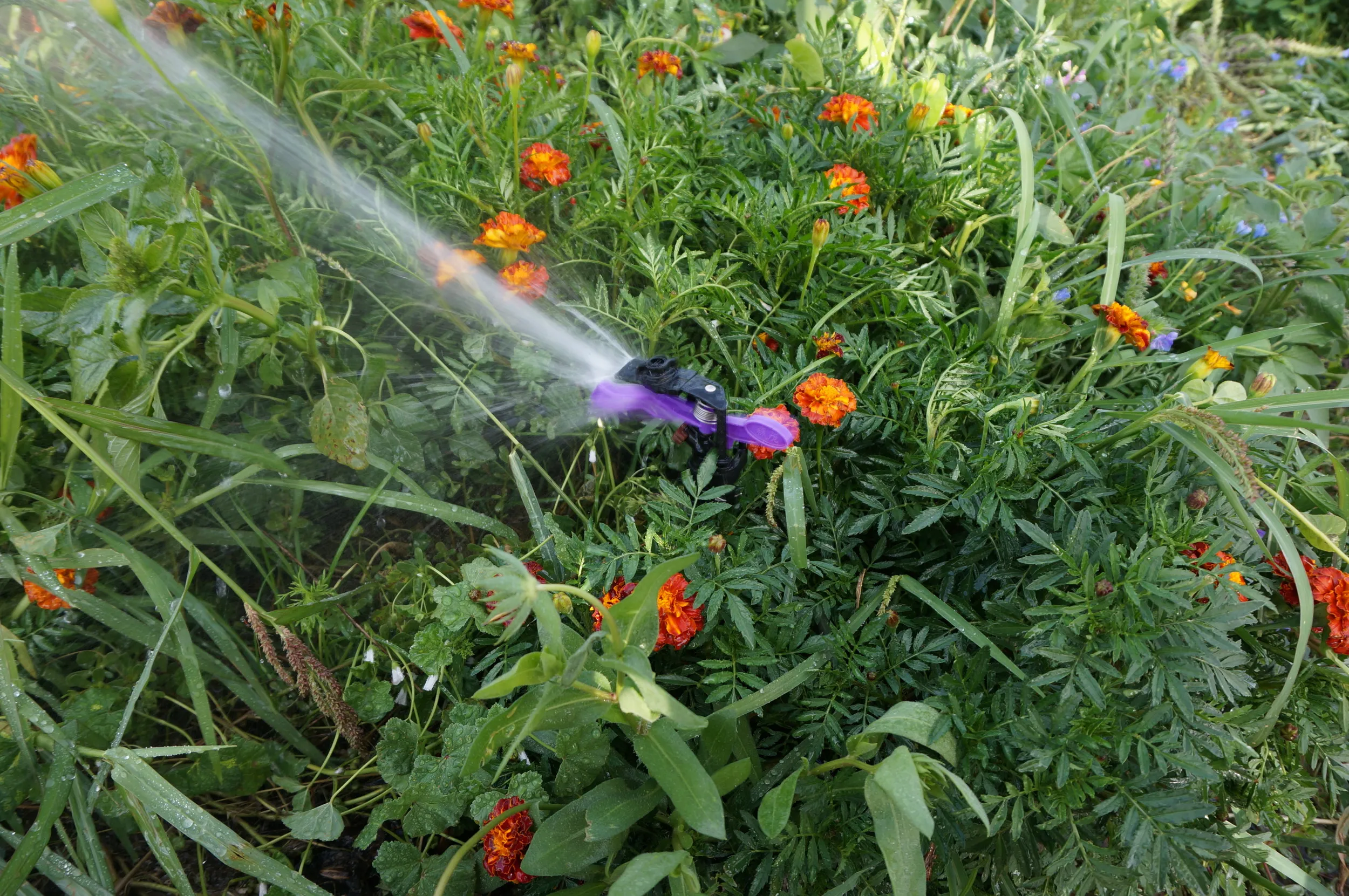 花に水を上げる機械を観察