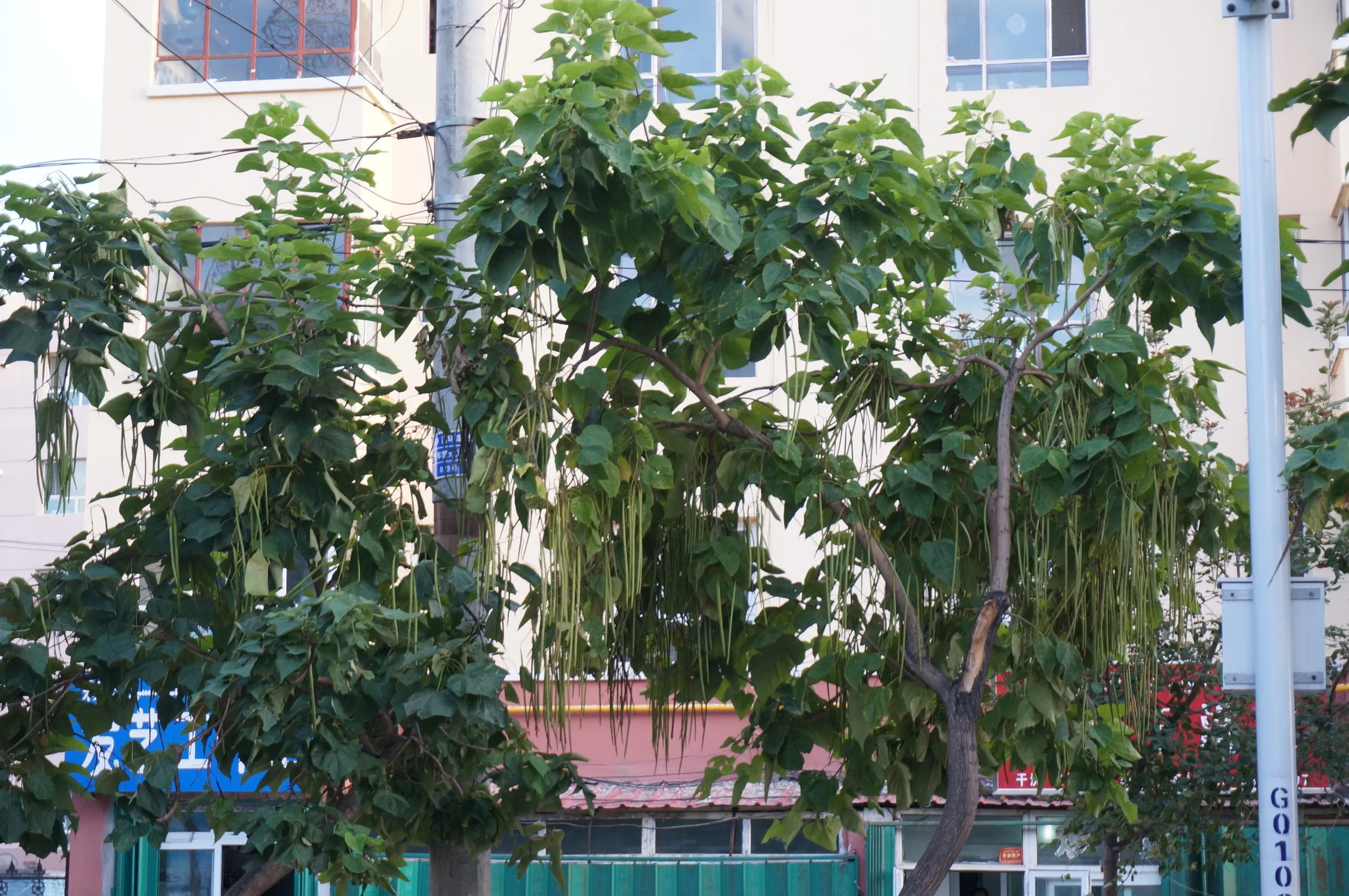軍墾路便民市場付近の風景
