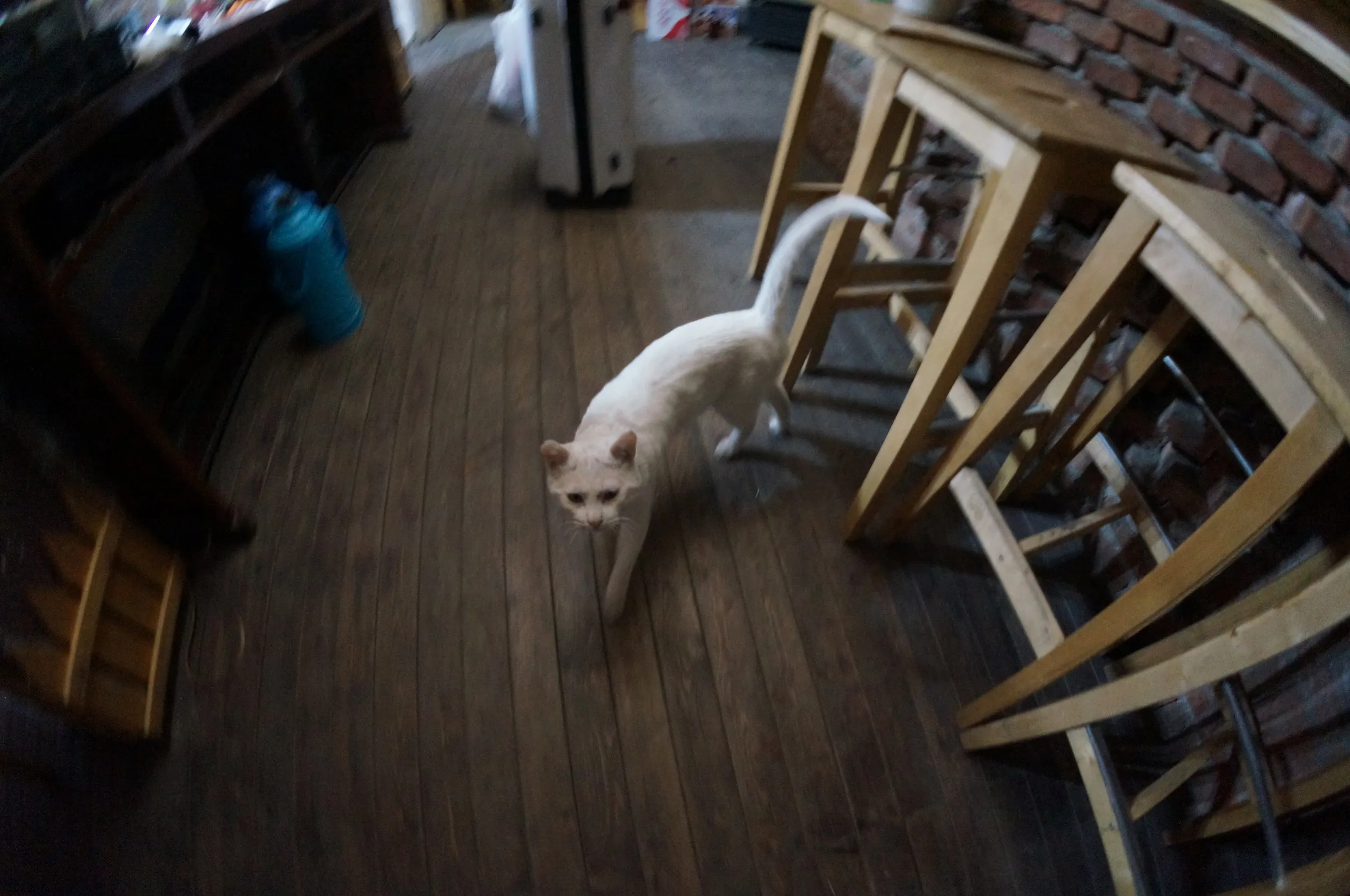 ユースホステルに住み着いている猫