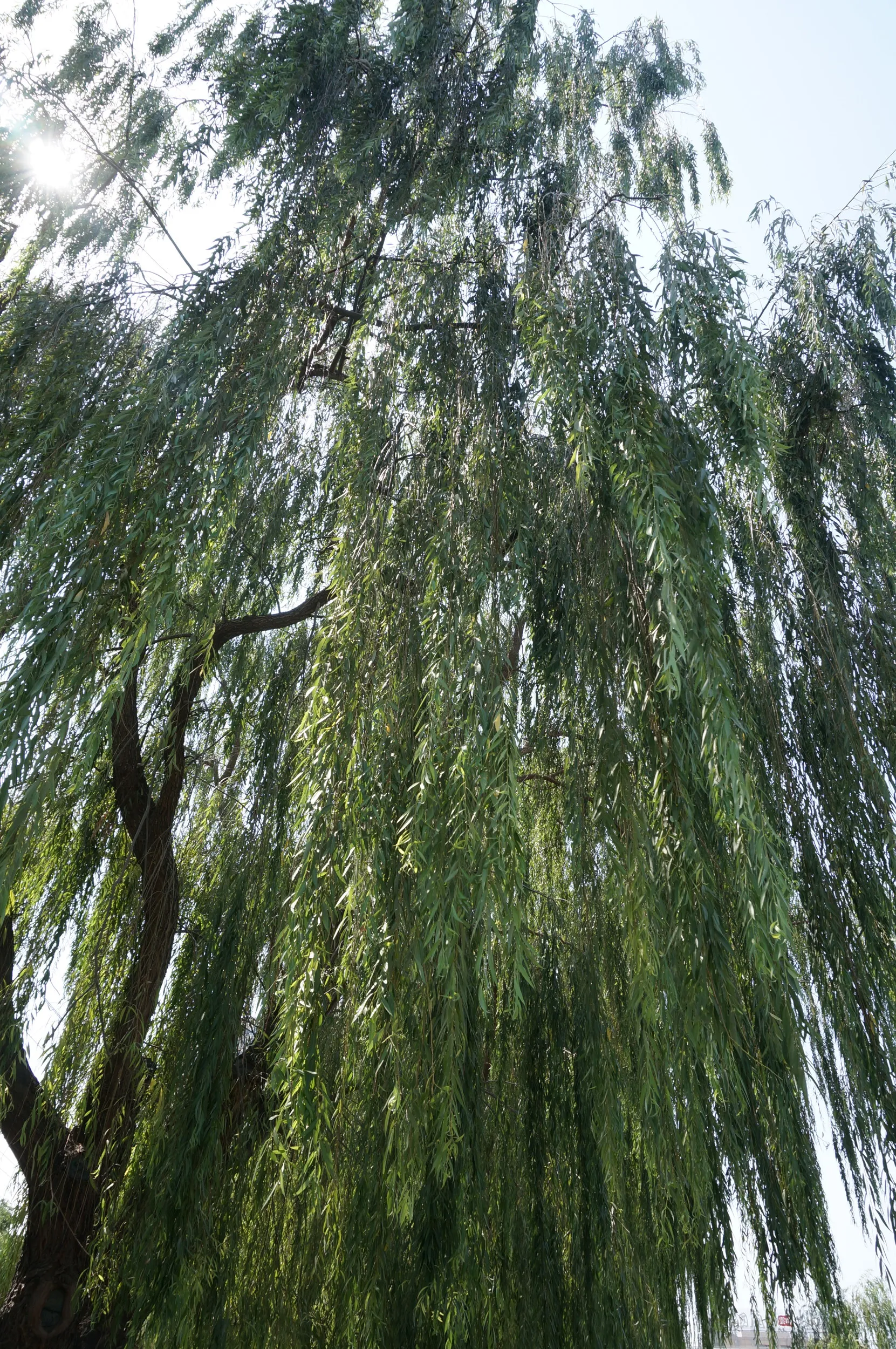 黄河の河岸に生えるしだれ柳