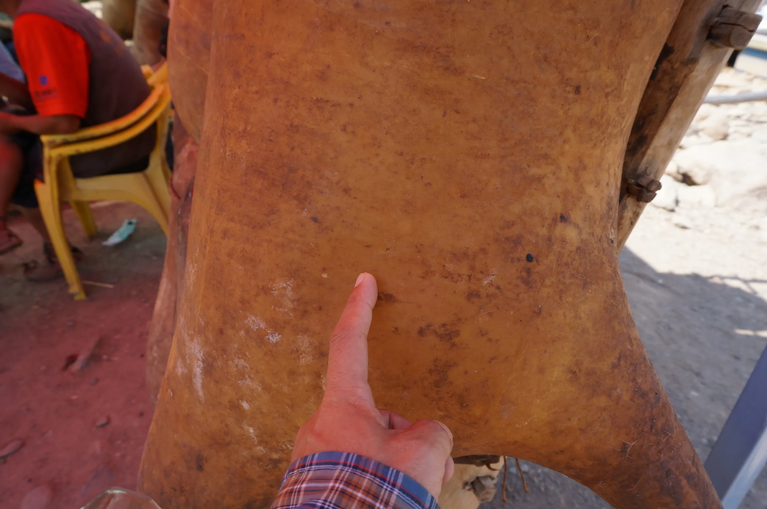 羊皮筏に触れてみた