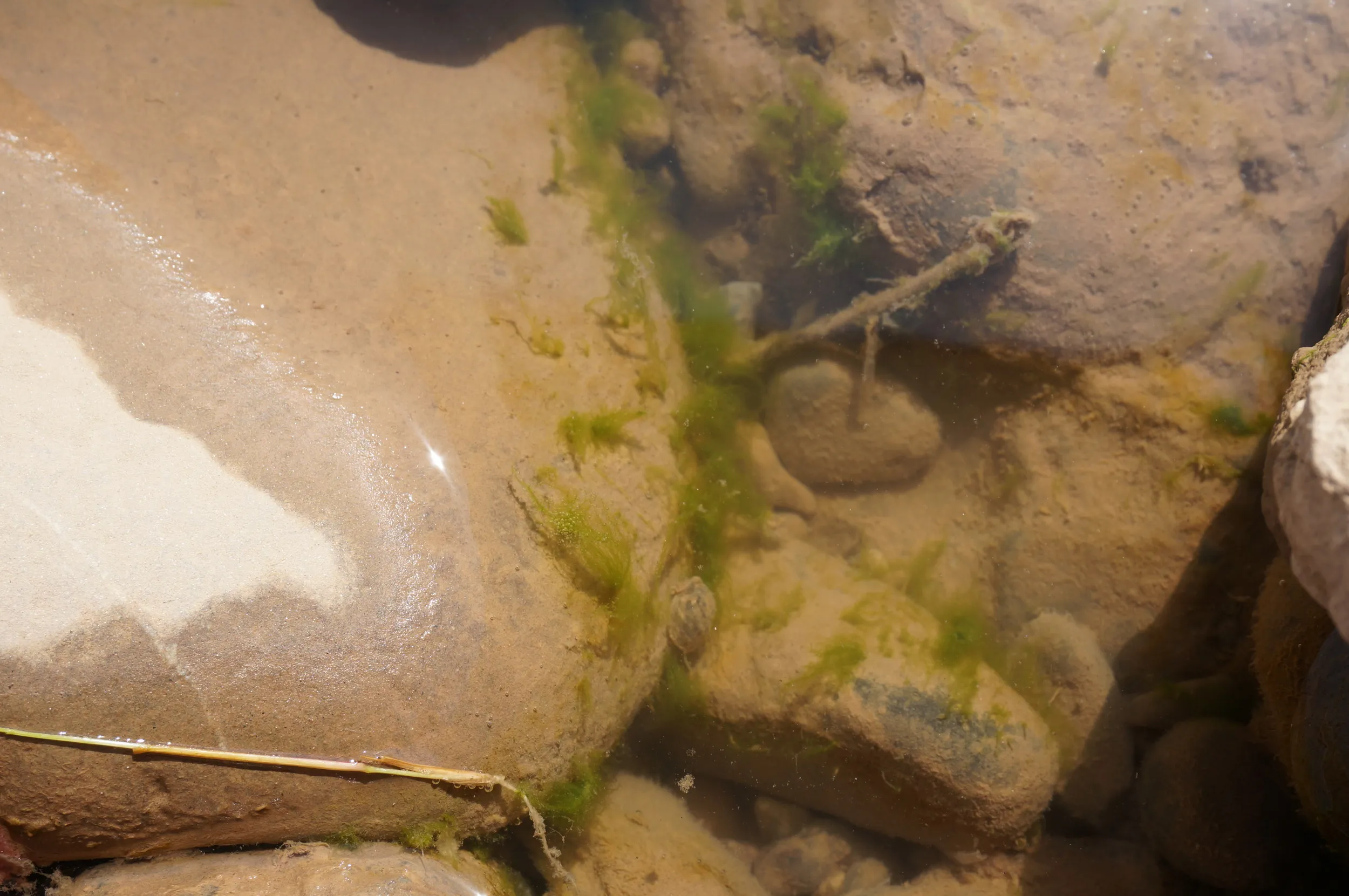 タニシっぽい貝を発見