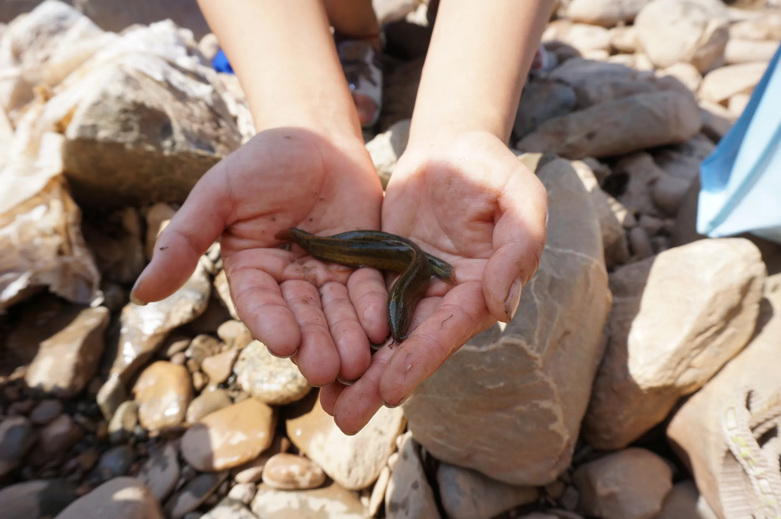少年からドジョウを見せてもらった