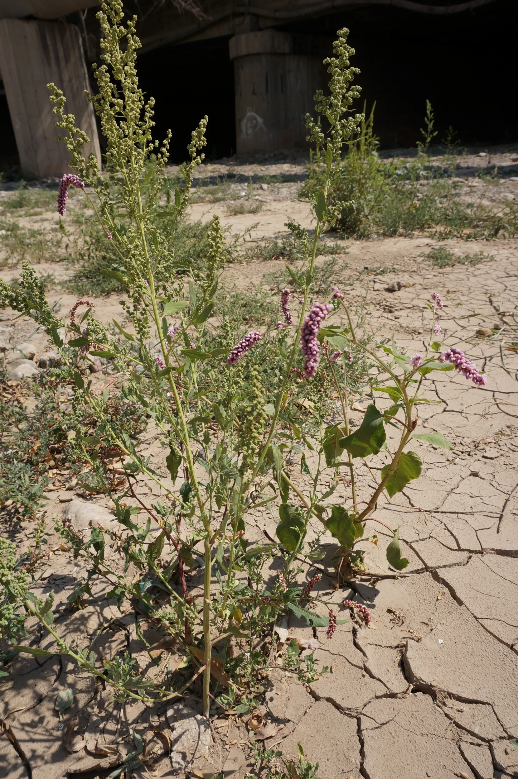 遊歩道に咲く薄紫色の花