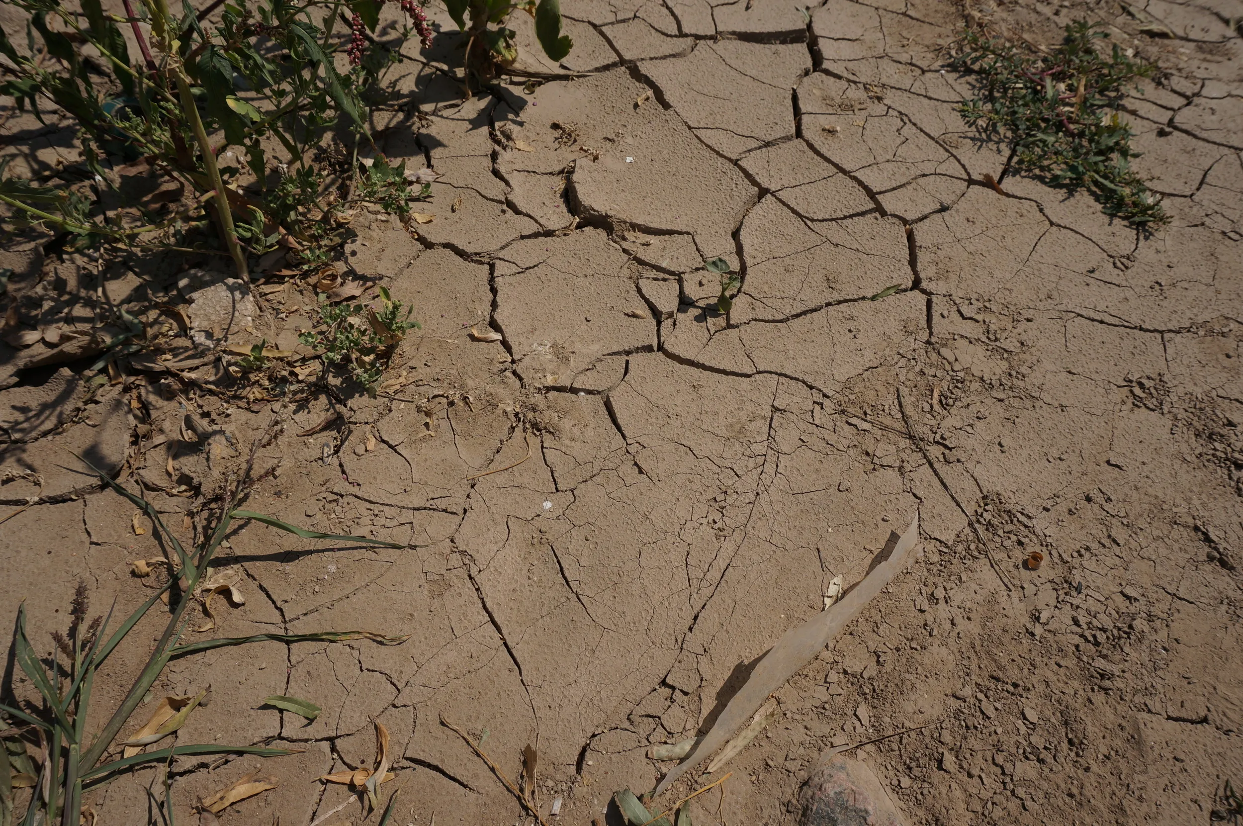 乾燥してひび割れた黄土が露出していた