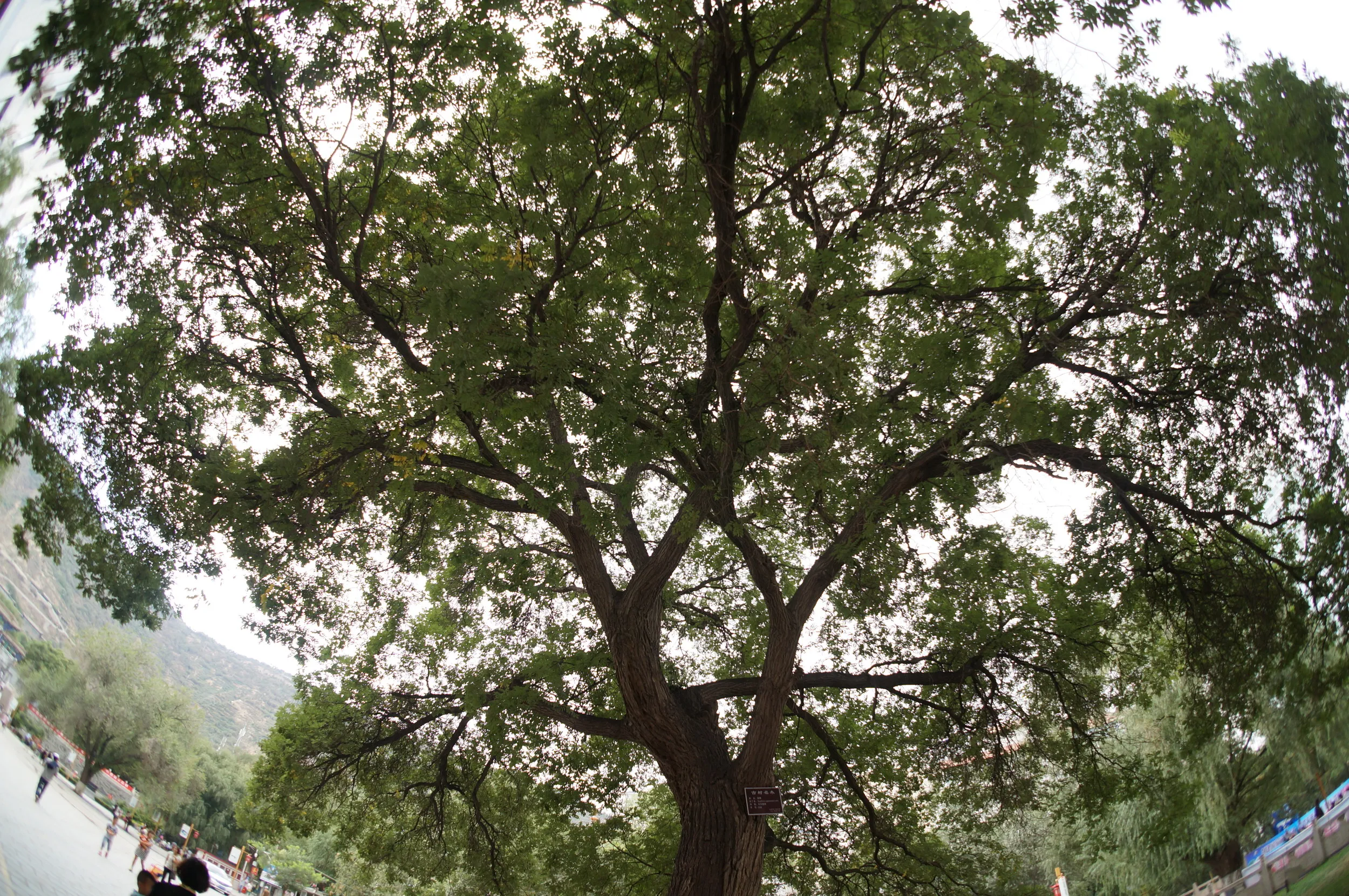 五泉山公園付近のエンジュの大樹