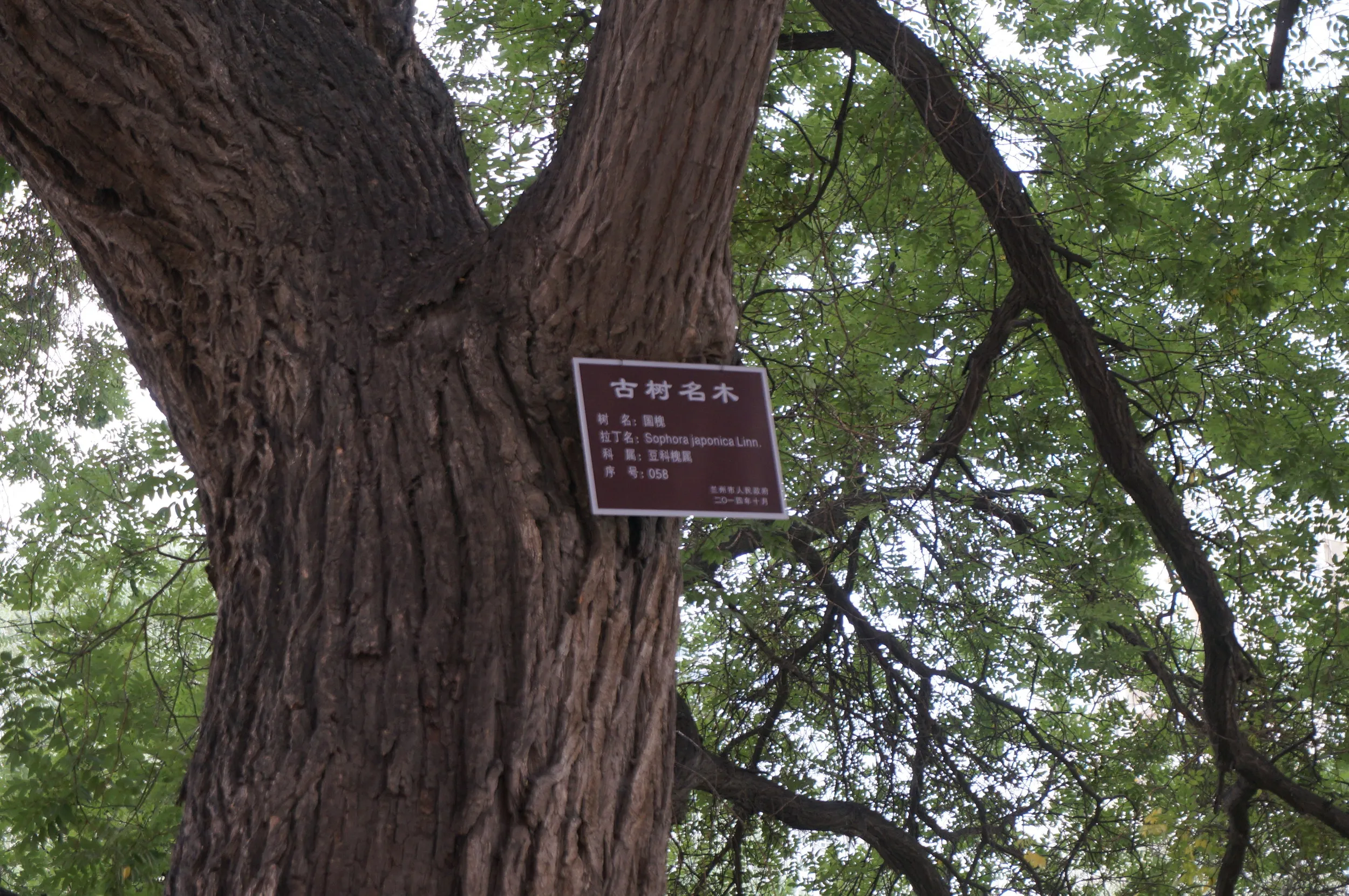 五泉山公園付近のエンジュの大樹