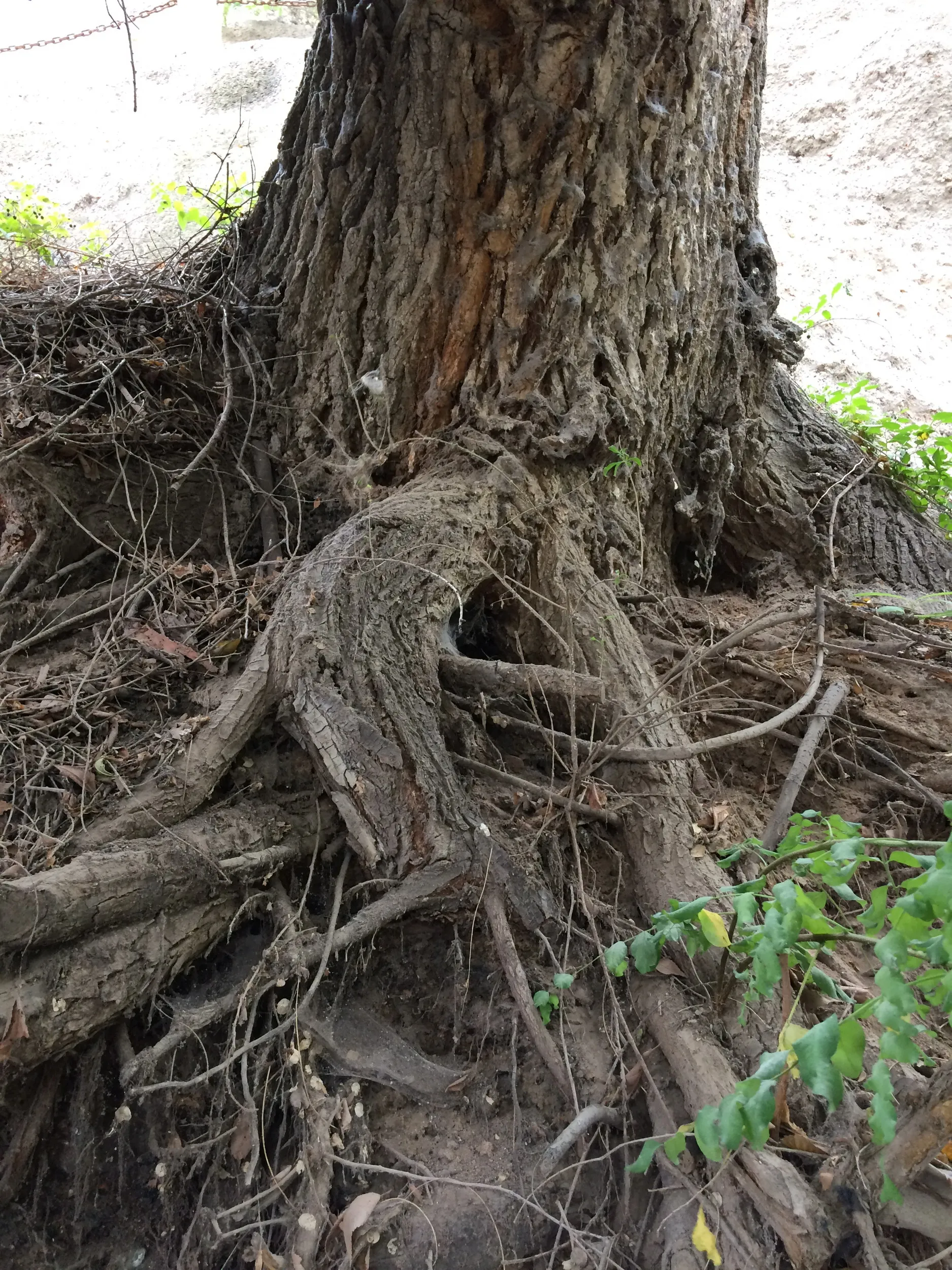 五泉山公園に生える樹木の根