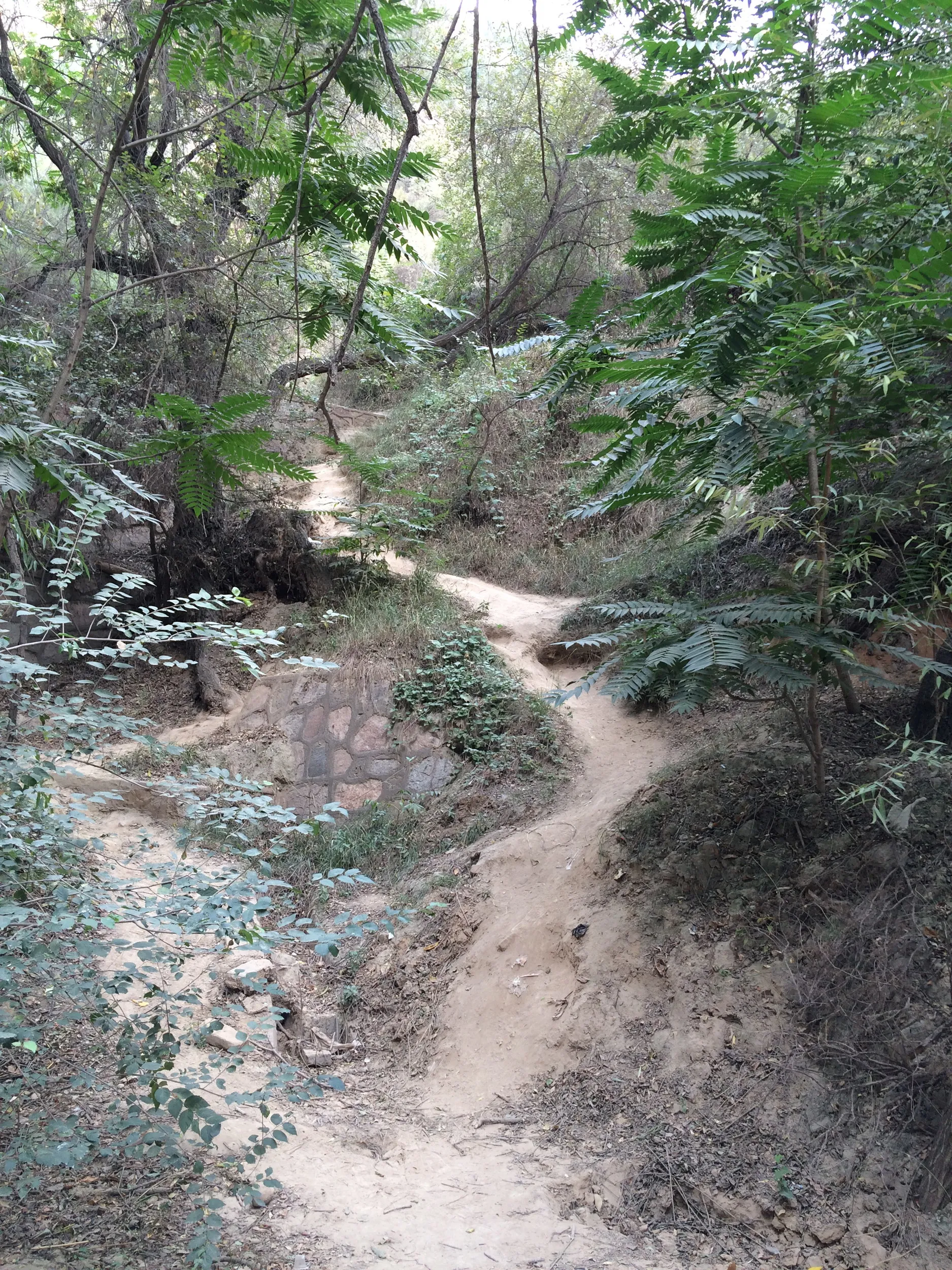 山道をなぜか本気モードでトレッキング