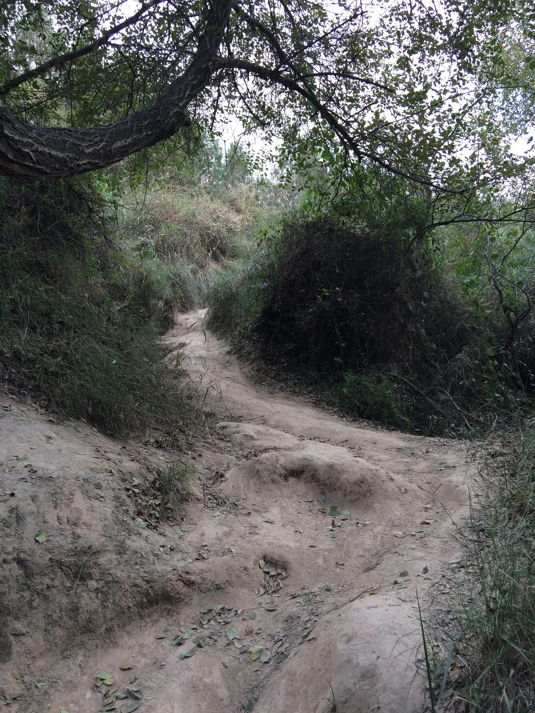 山道をなぜか本気モードでトレッキング