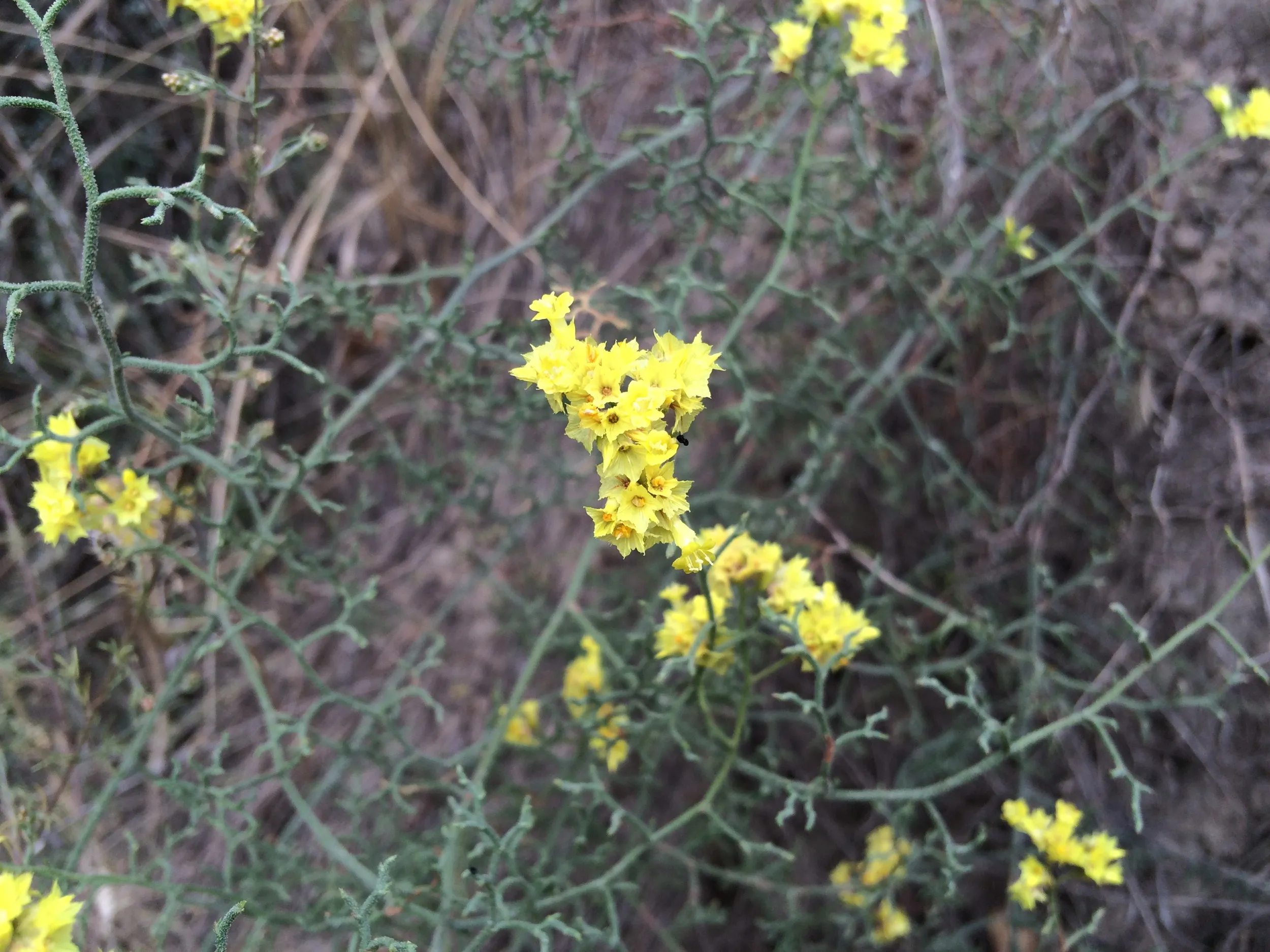 山道で見かけた黄色い花