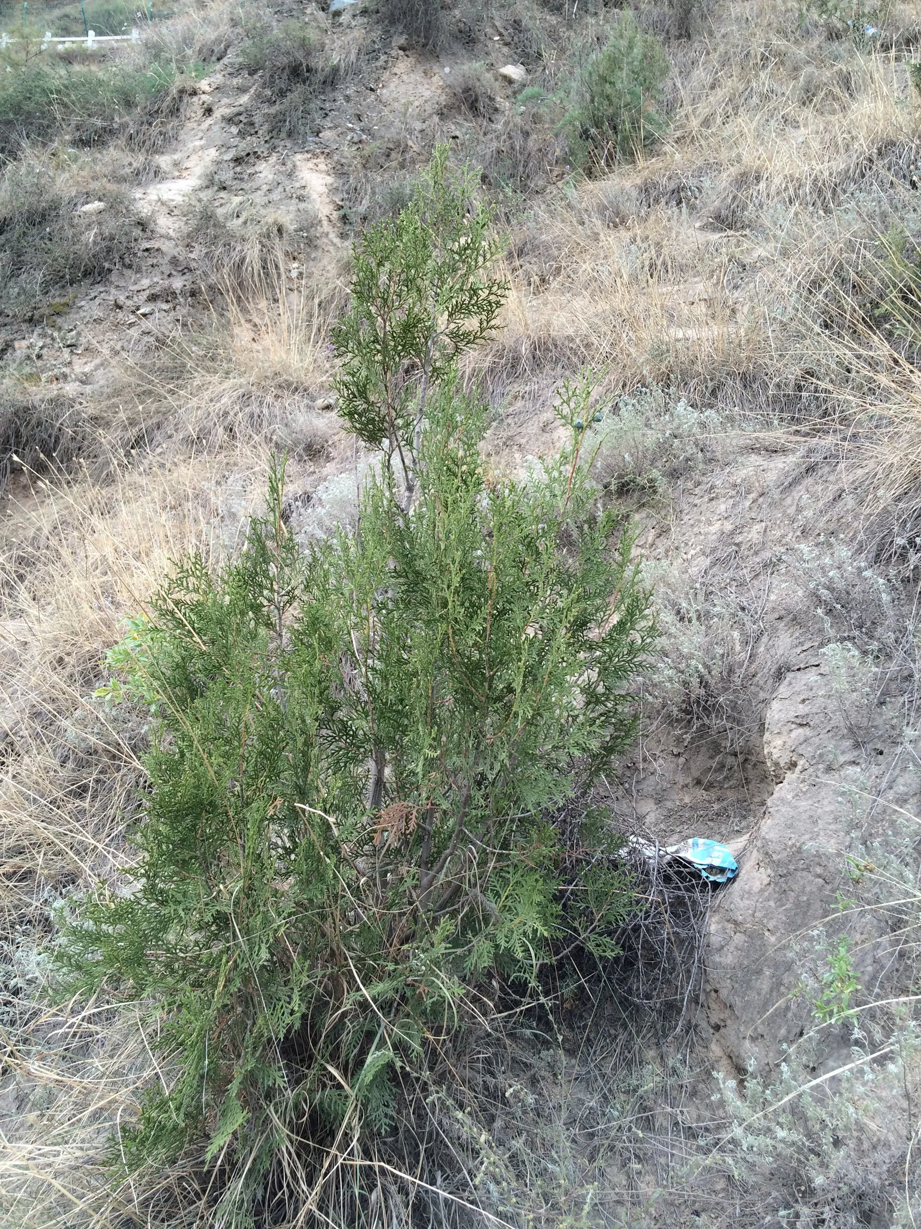 トレッキング中に見かけた植物