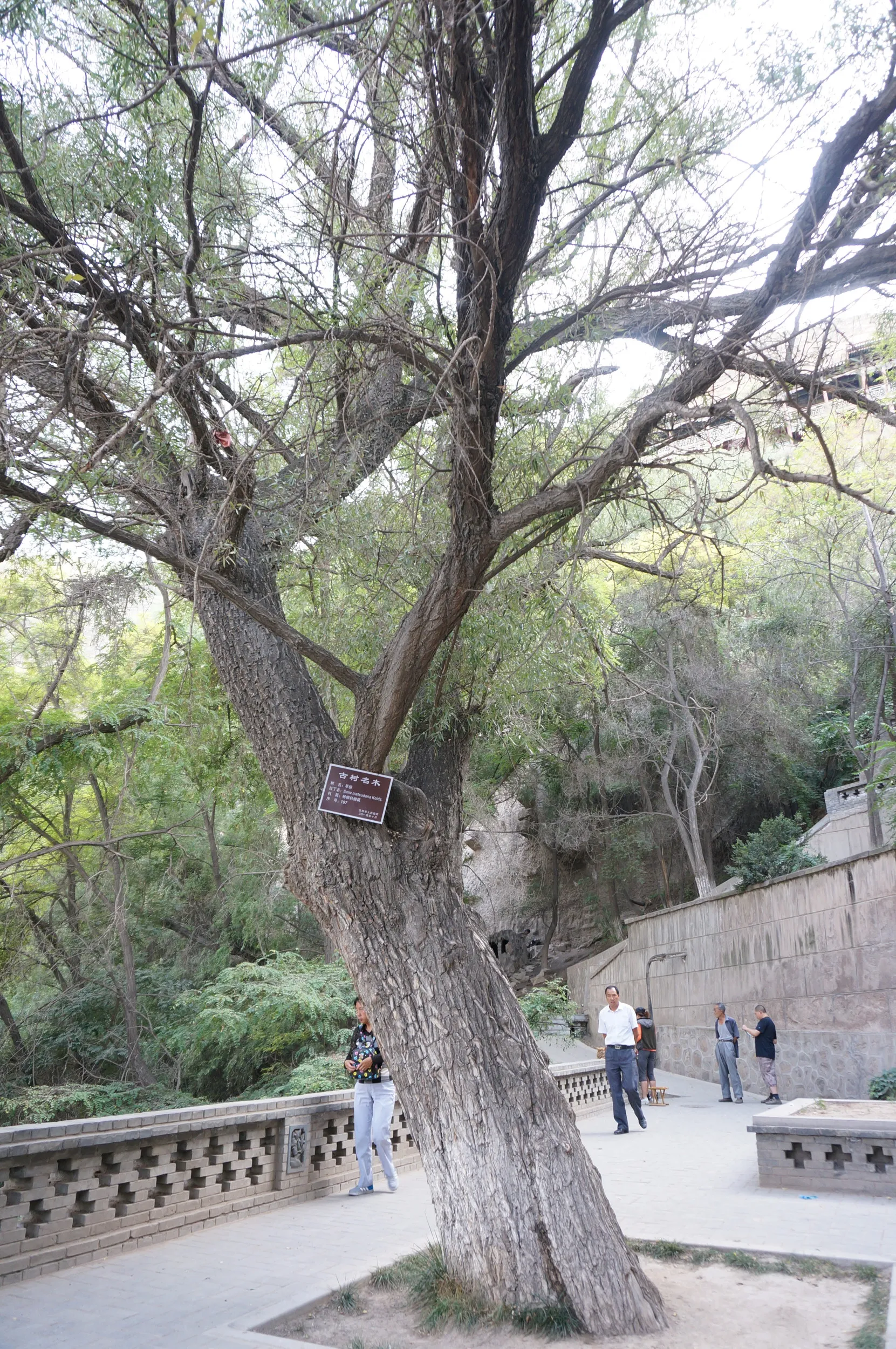 五泉山公園の風景