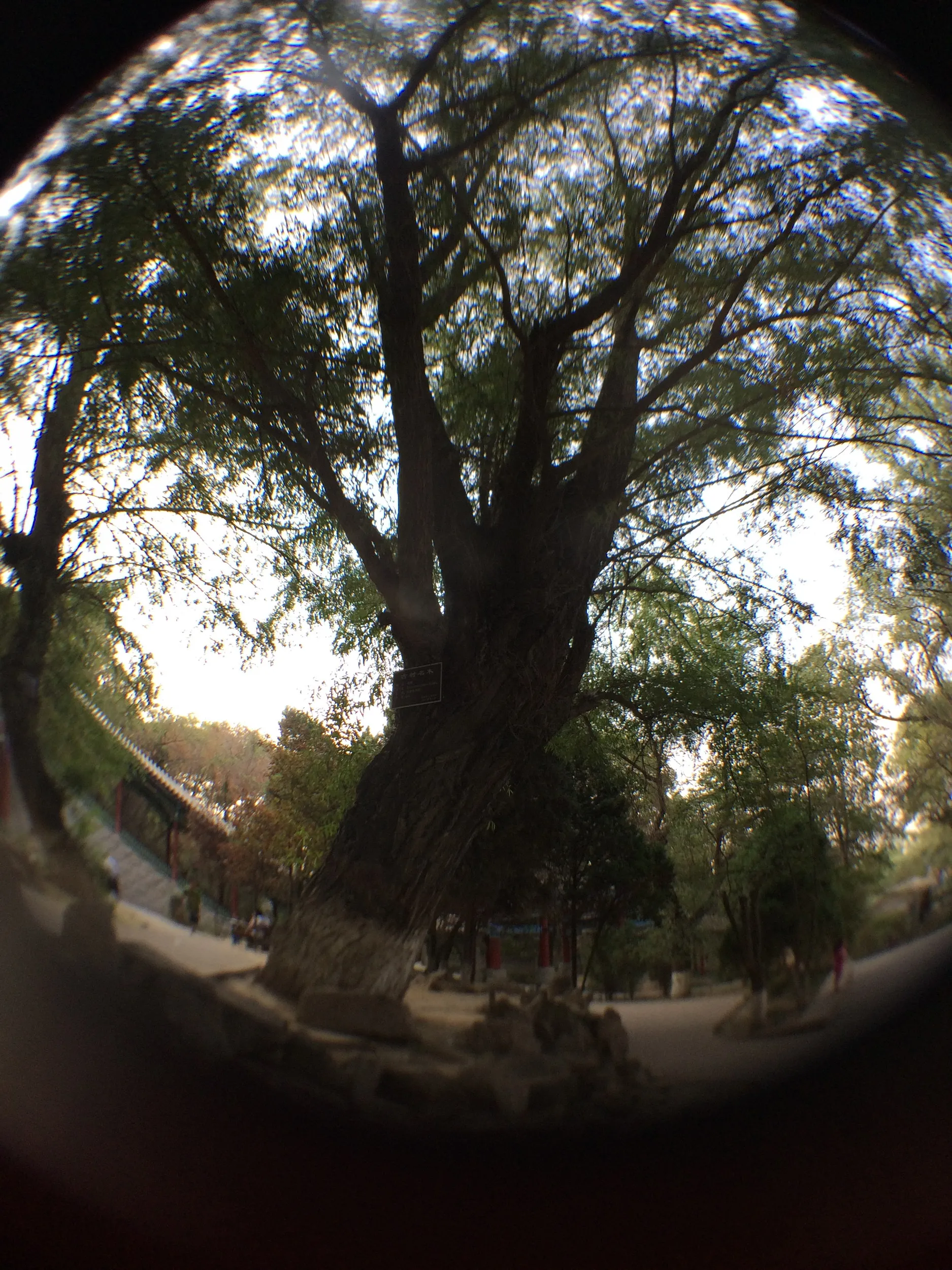 池のほとりの大樹