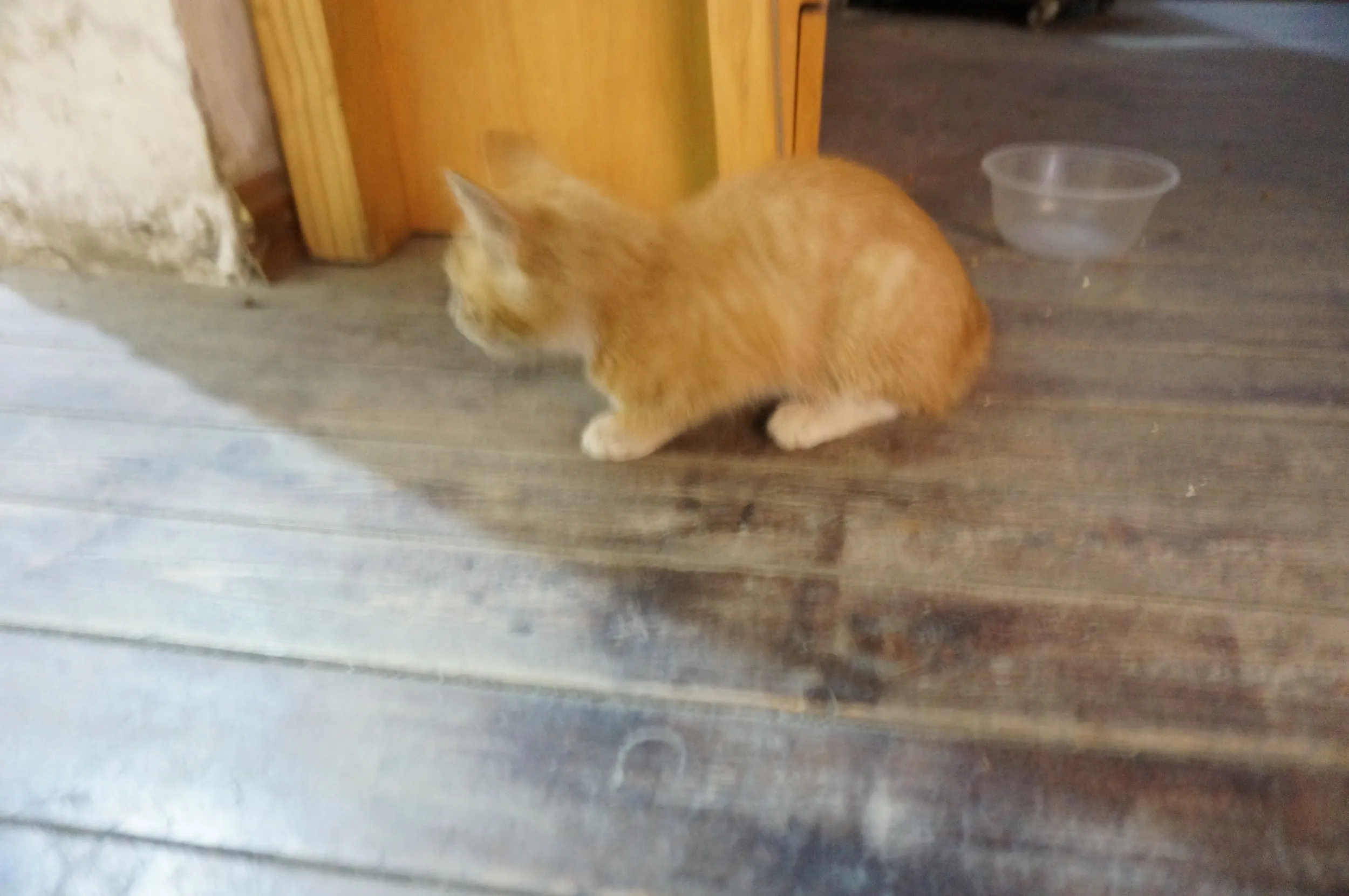 西驛国際青年旅舎に住み着いている子猫