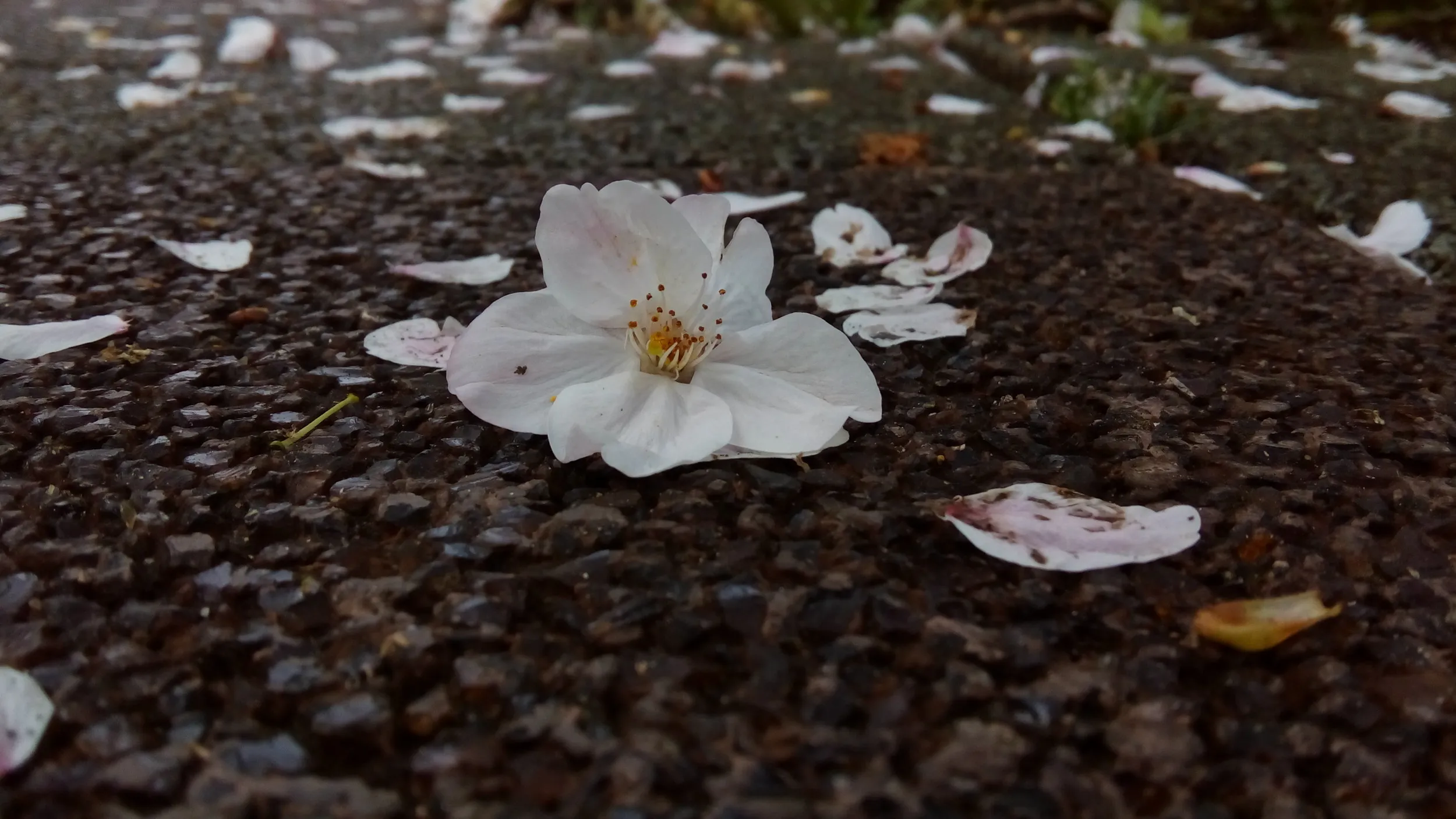 下板橋の散った桜