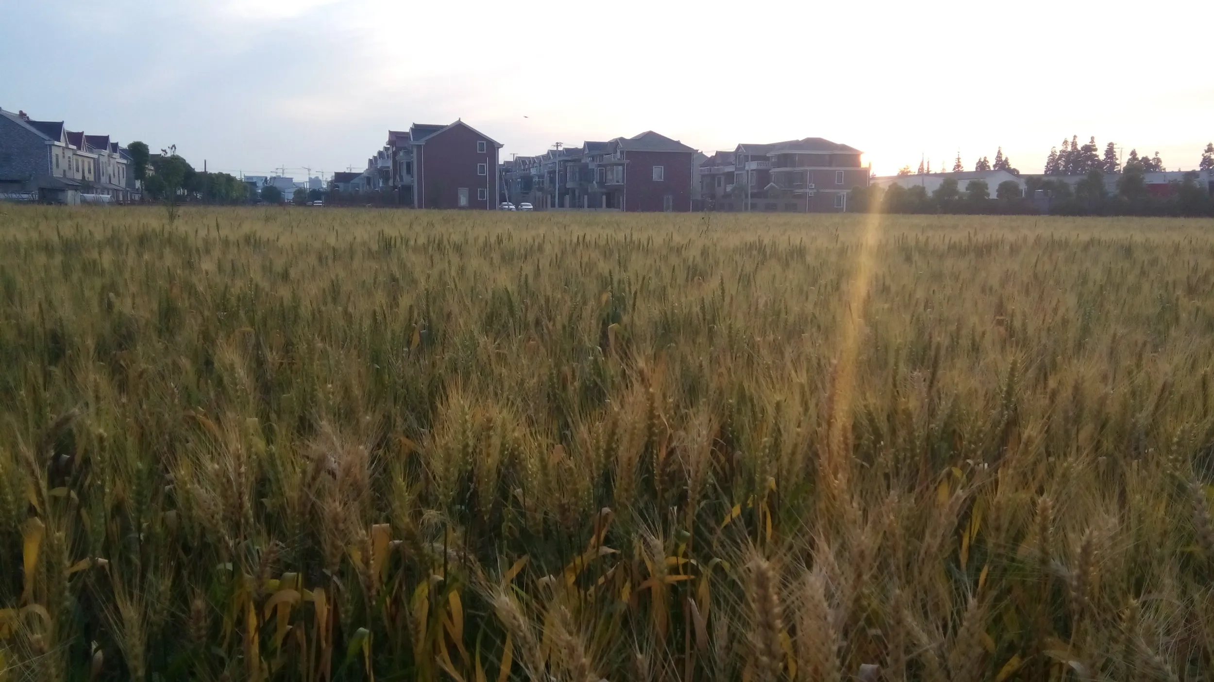 金色に輝く小麦畑