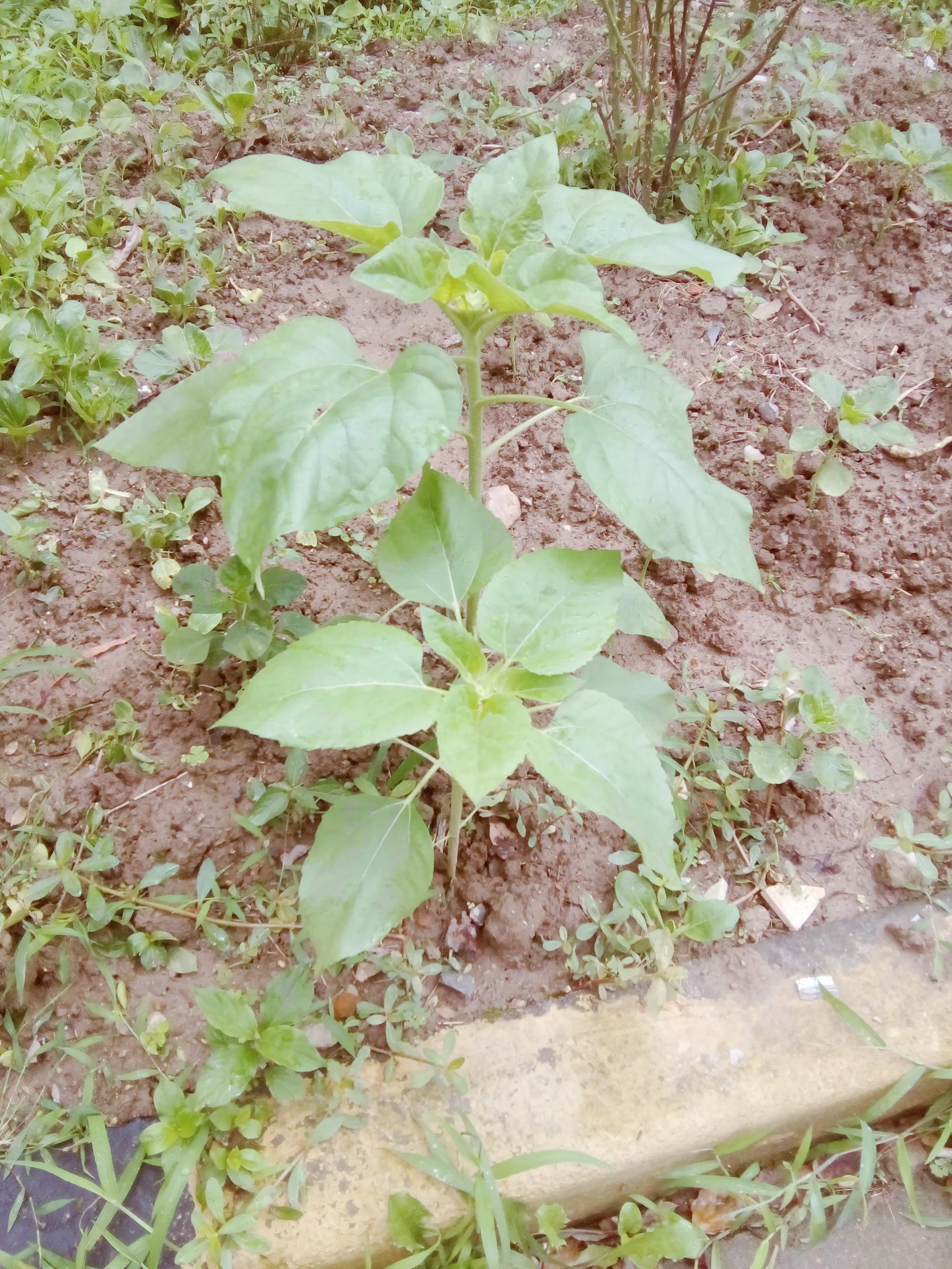 すくすく育つひまわり