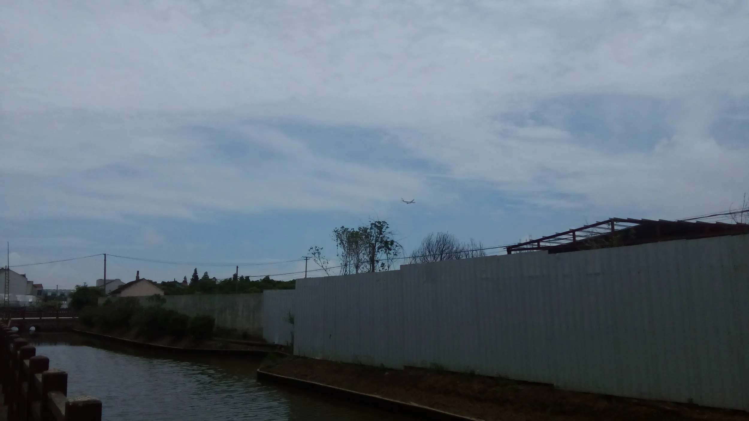 鶏が放し飼いにされている風景