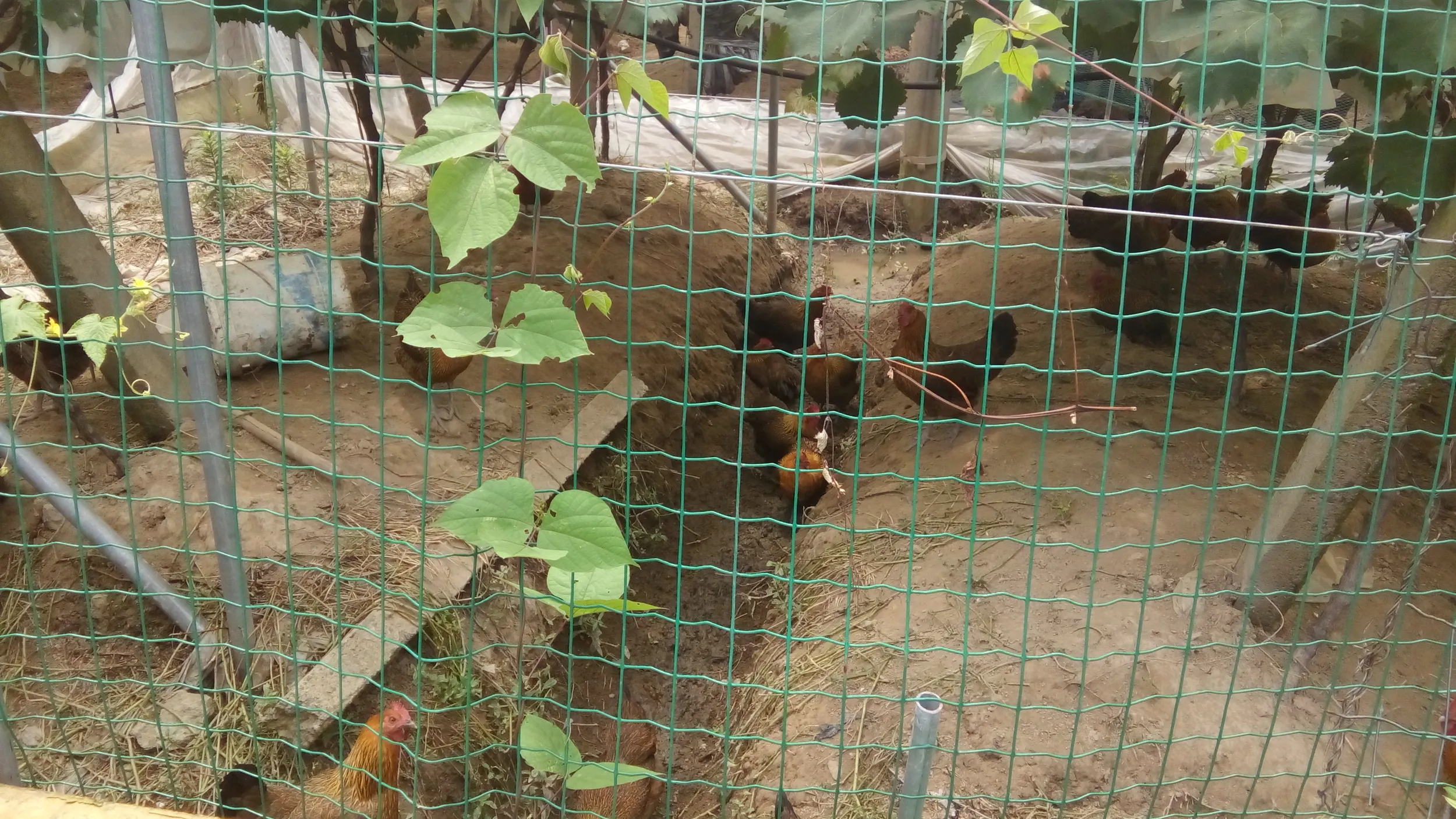 動物の匂いがする道