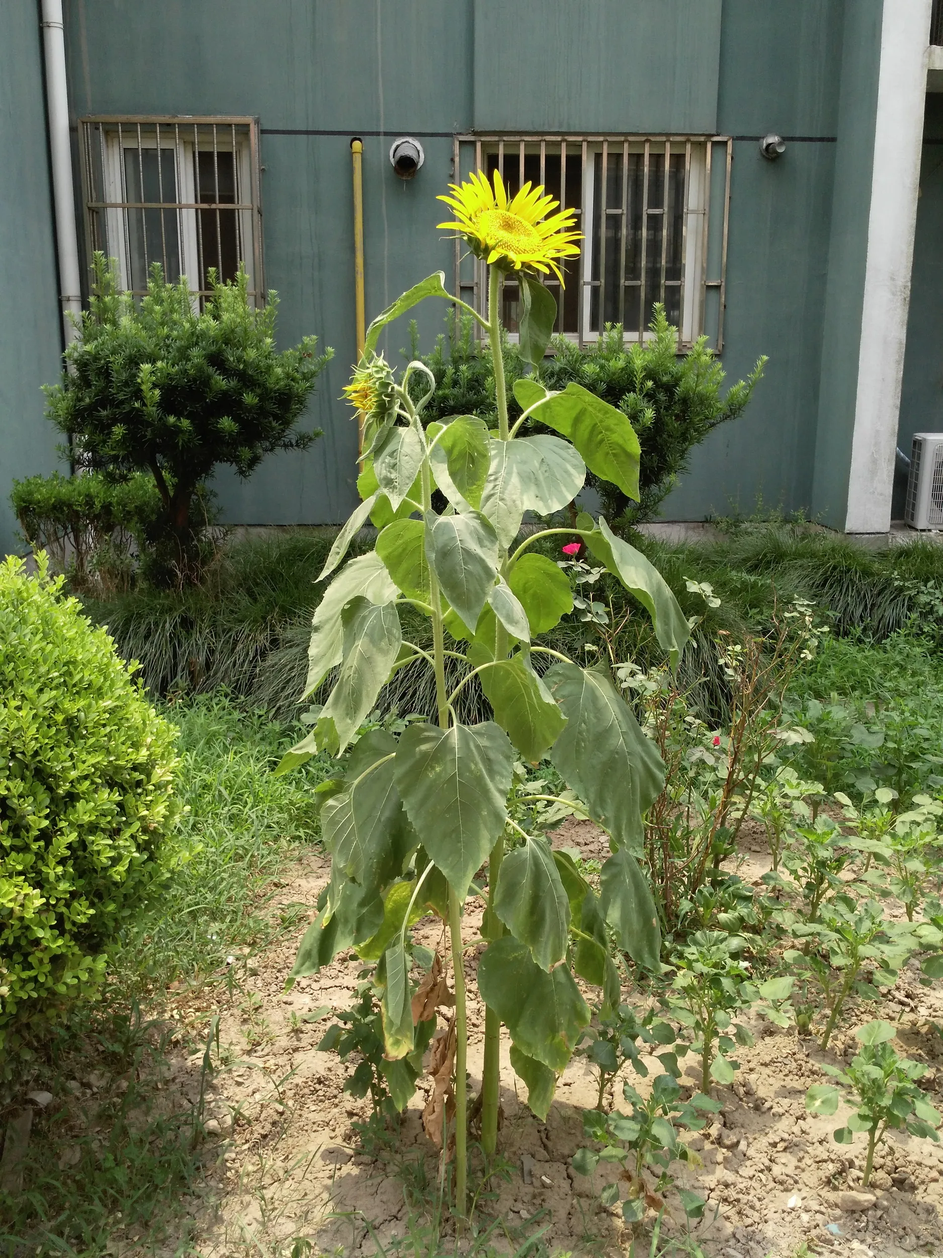 咲いたひまわり