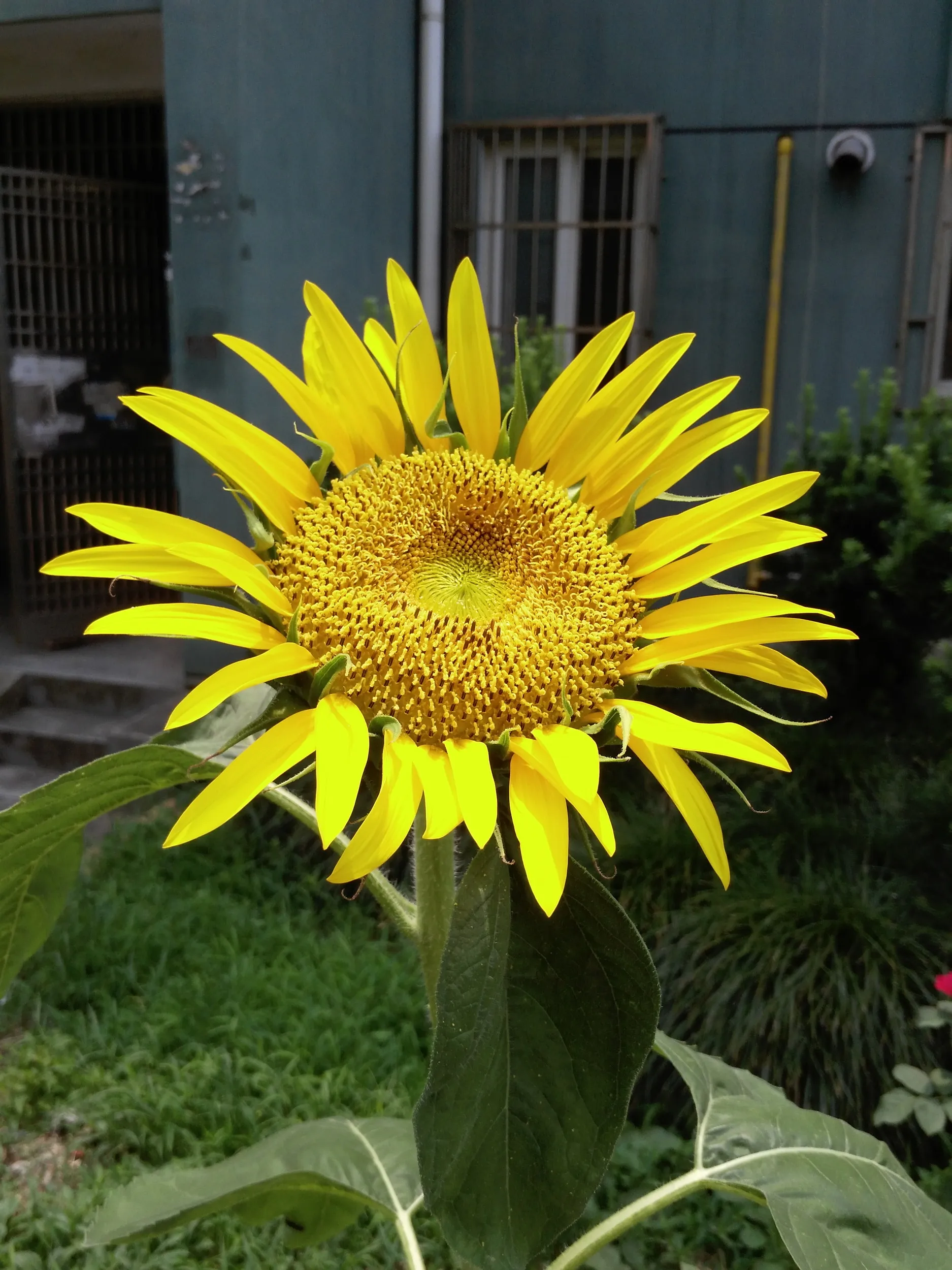 咲いたひまわり