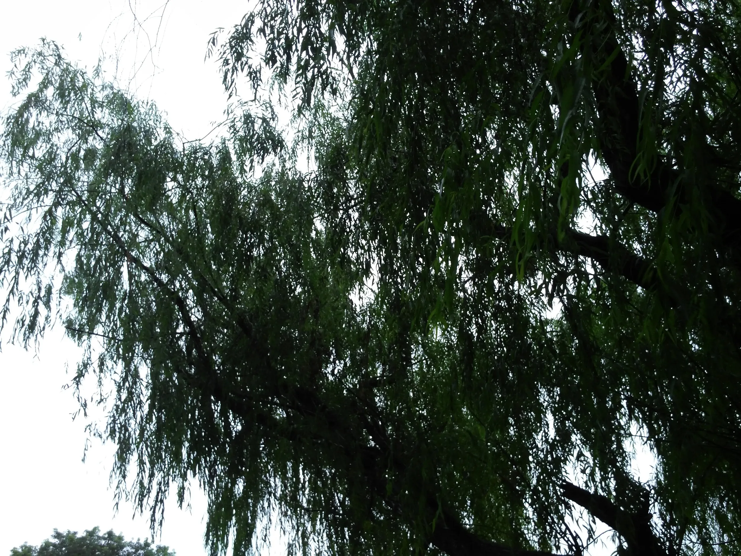 デジタルズームで撮影した橋