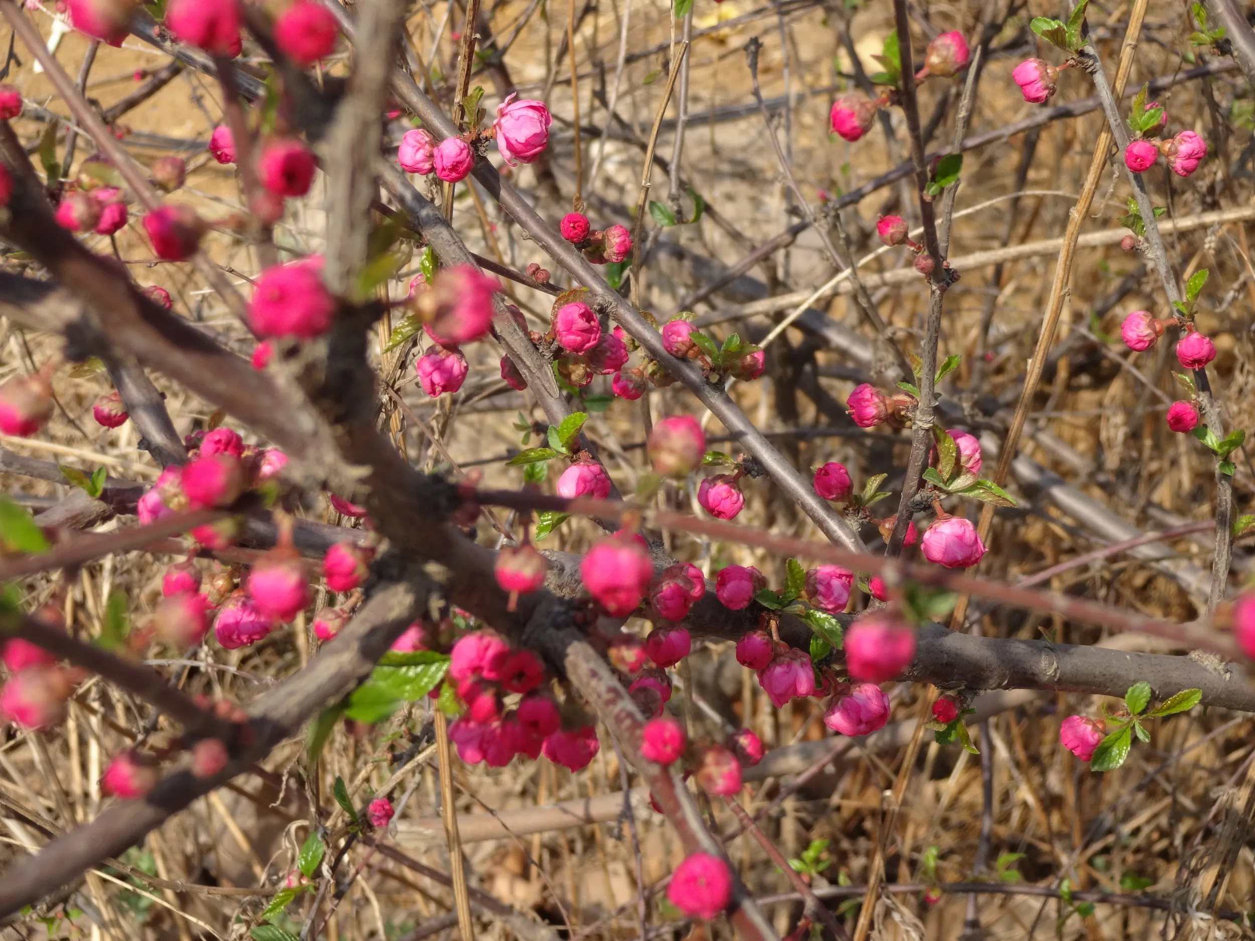種類のわからない桜