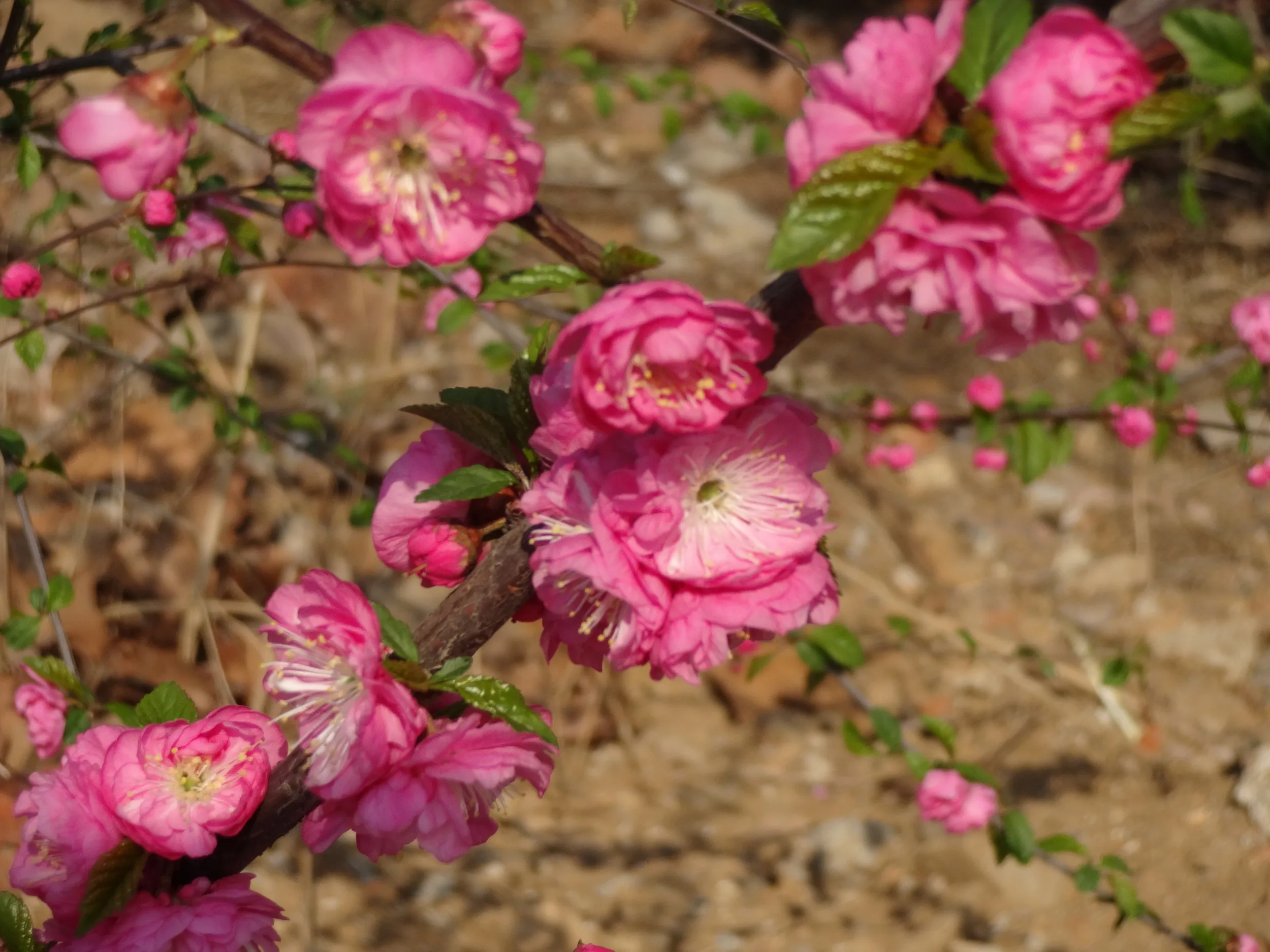 種類のわからない桜
