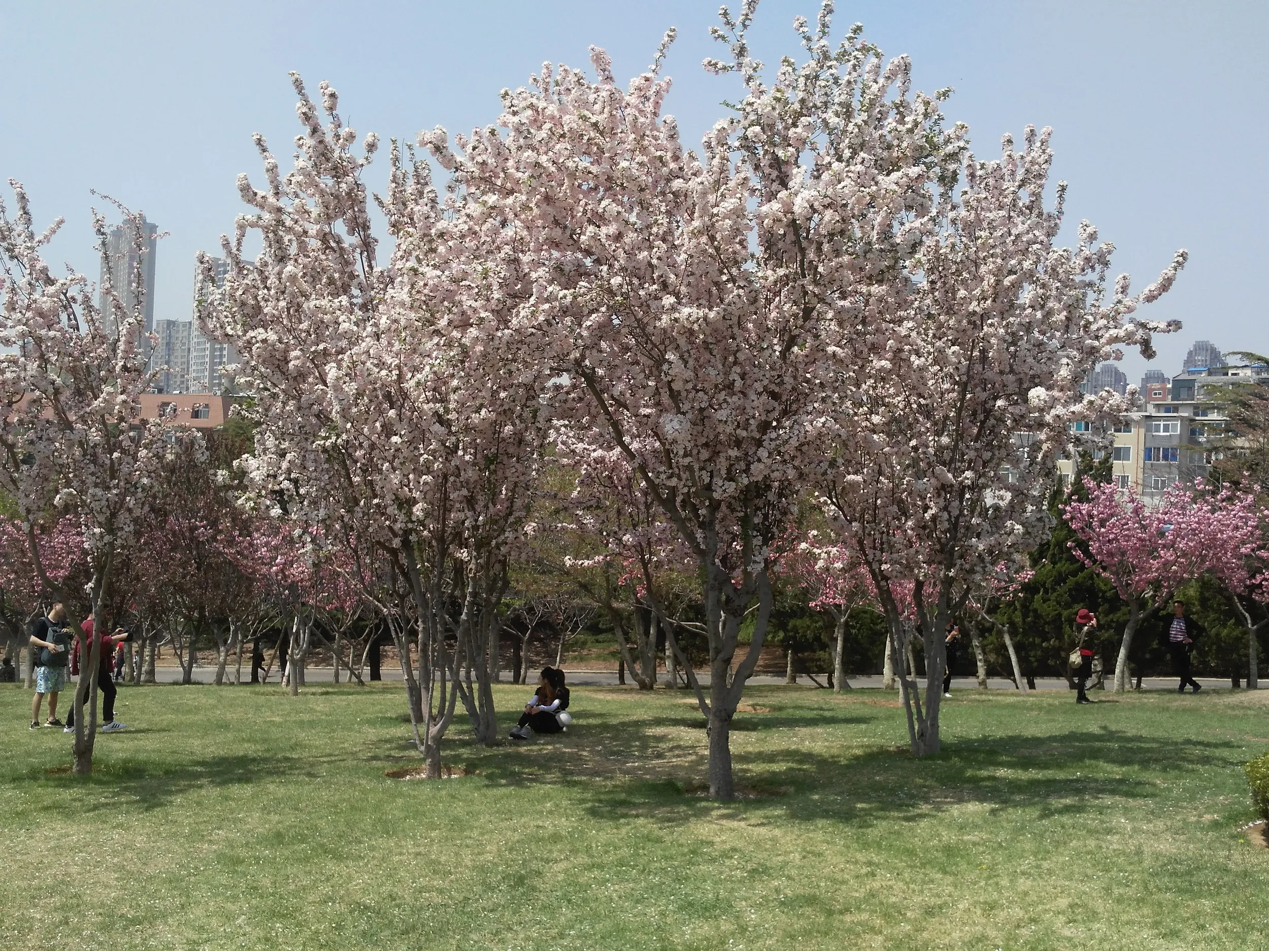 星海公園の桜