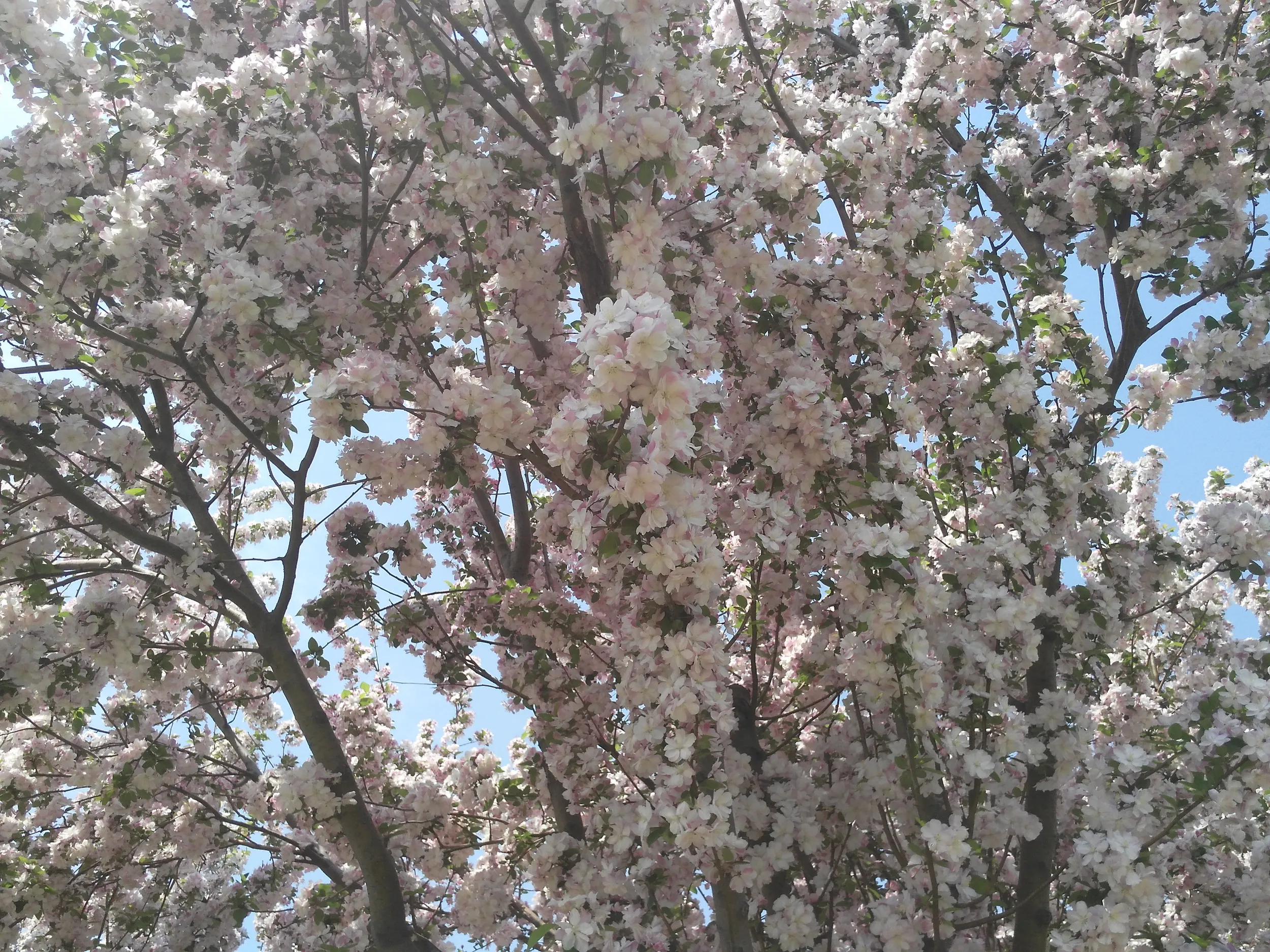 淡いピンクの桜