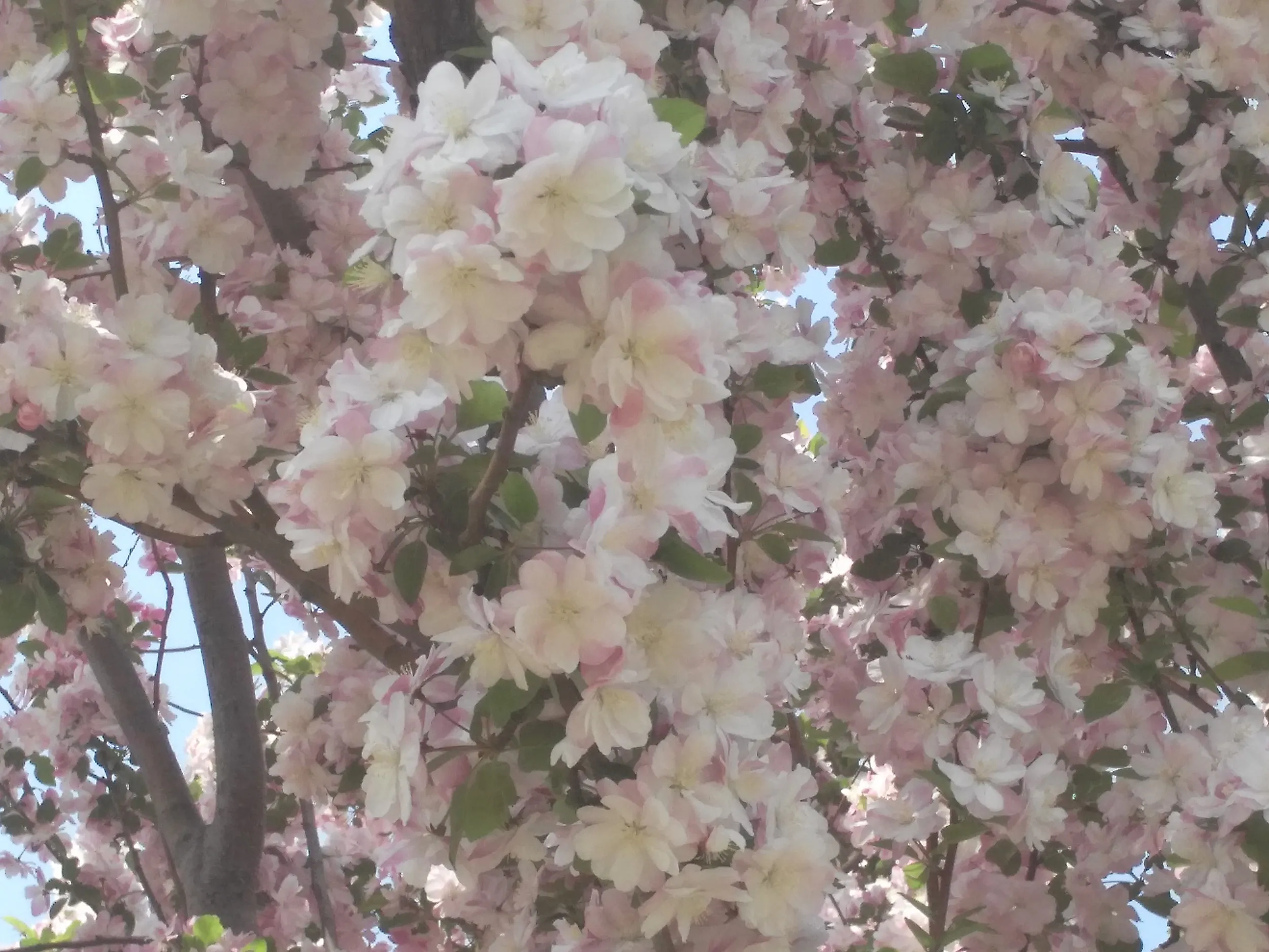 淡いピンクの桜