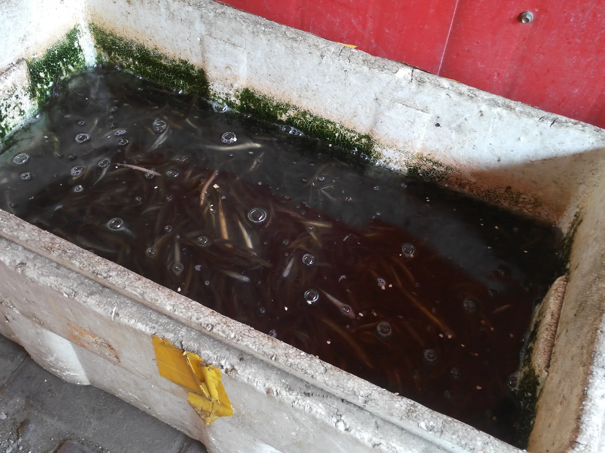 売られているドジョウ