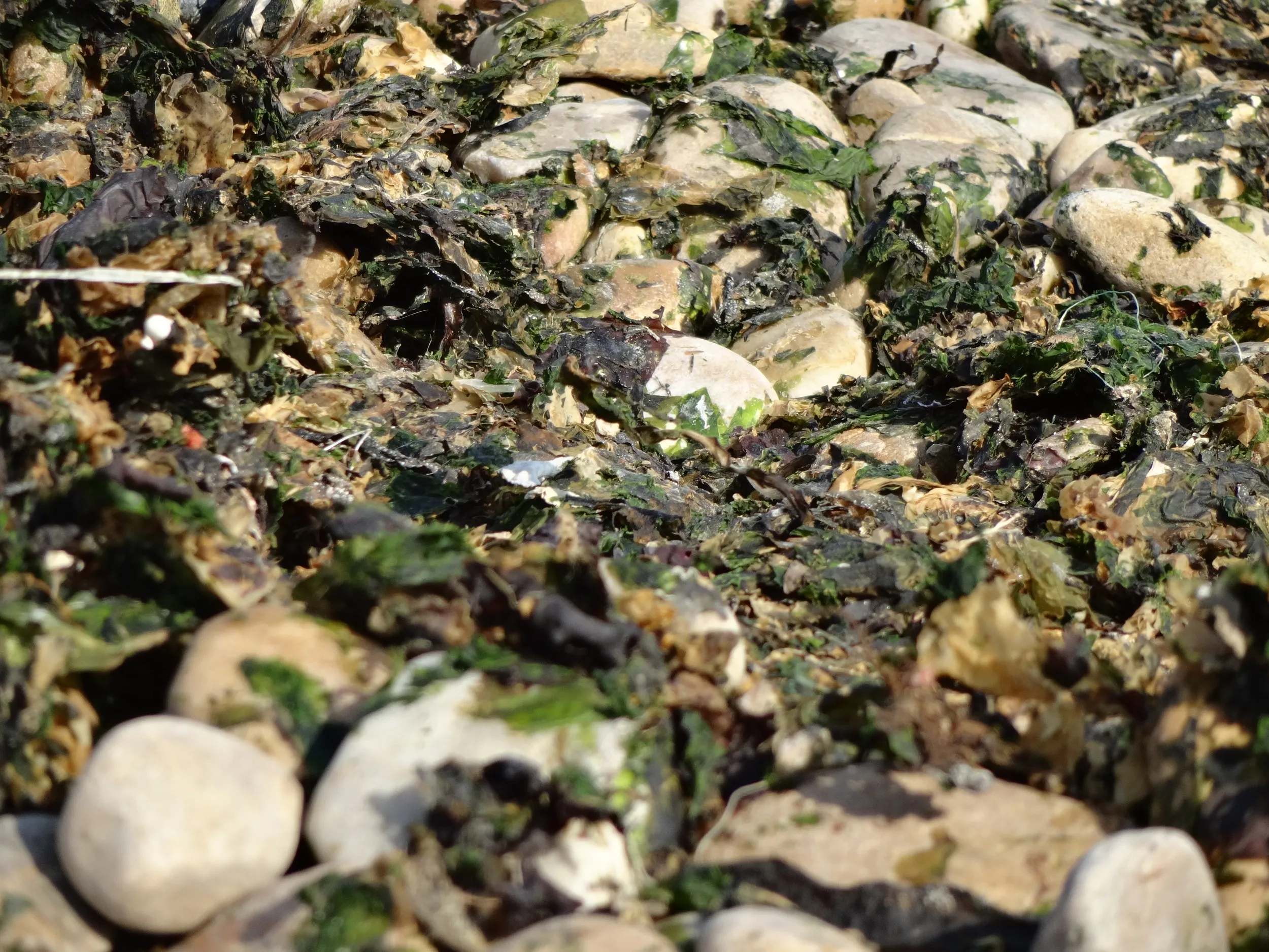 打ち上げられた海藻