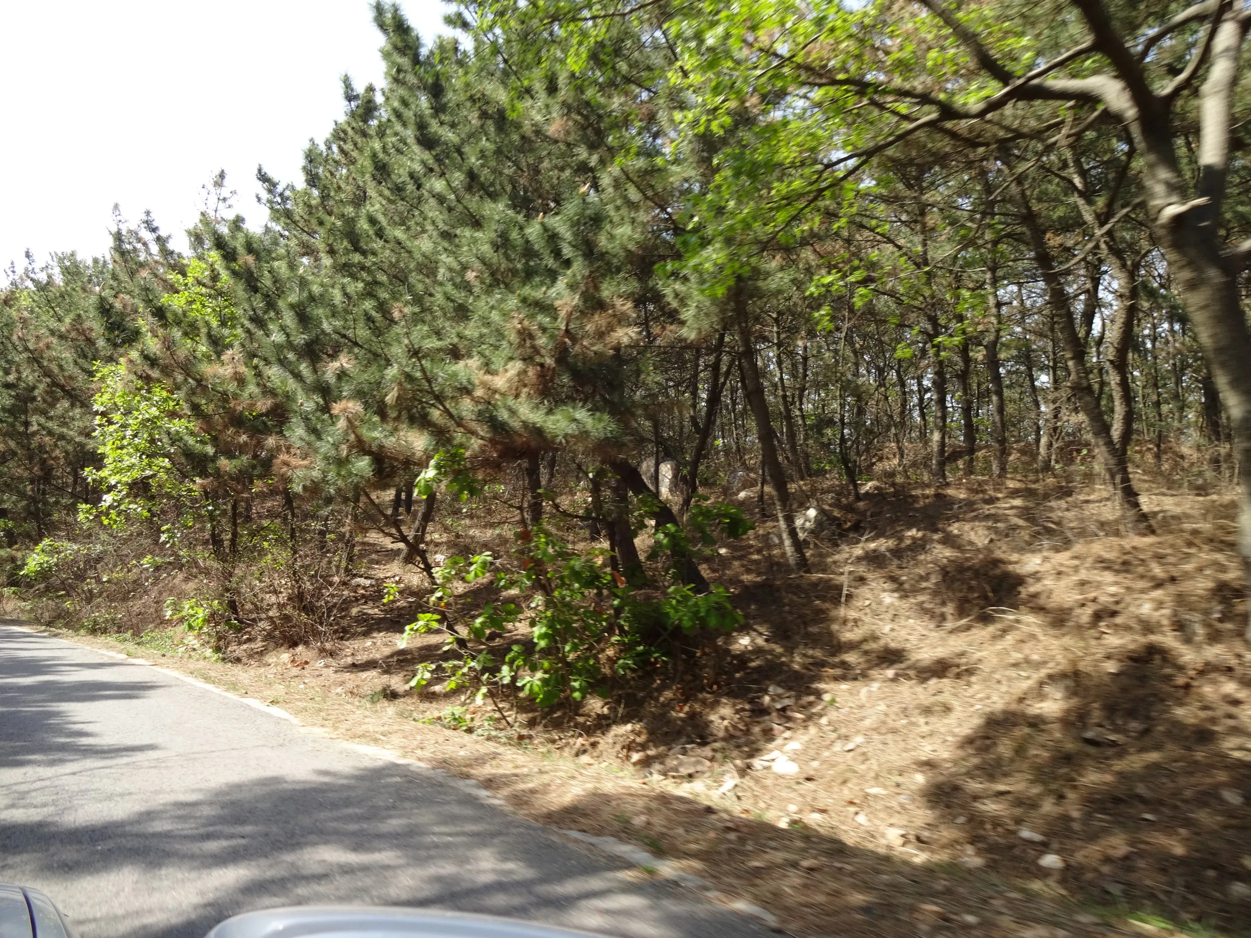 東鶏冠山へ到着