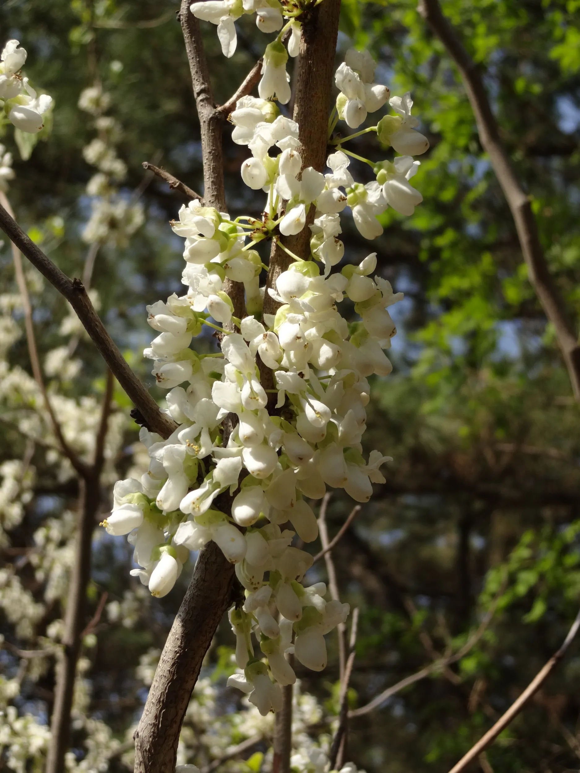 東鶏冠山に咲く花