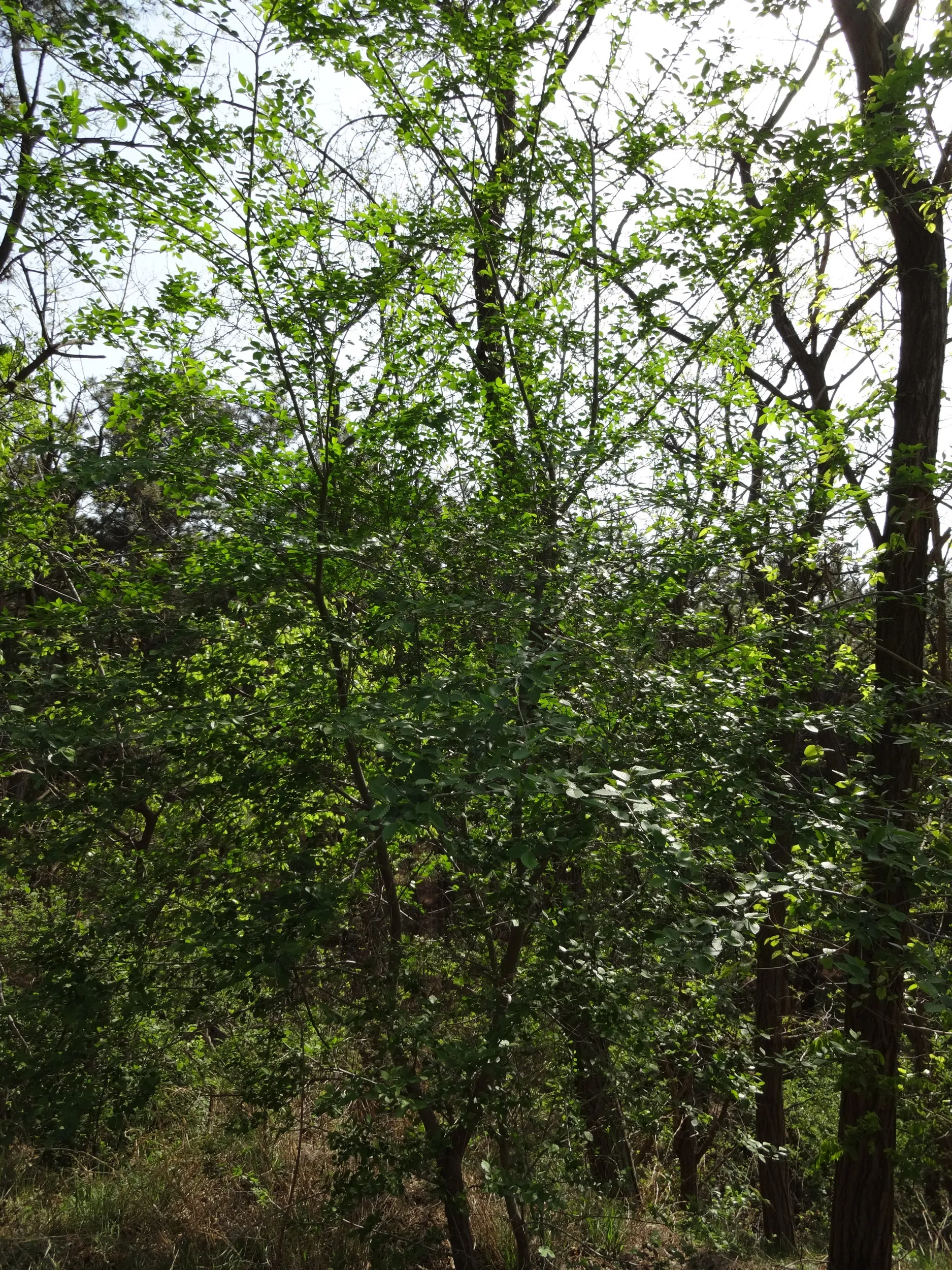 東鶏冠山に咲く花
